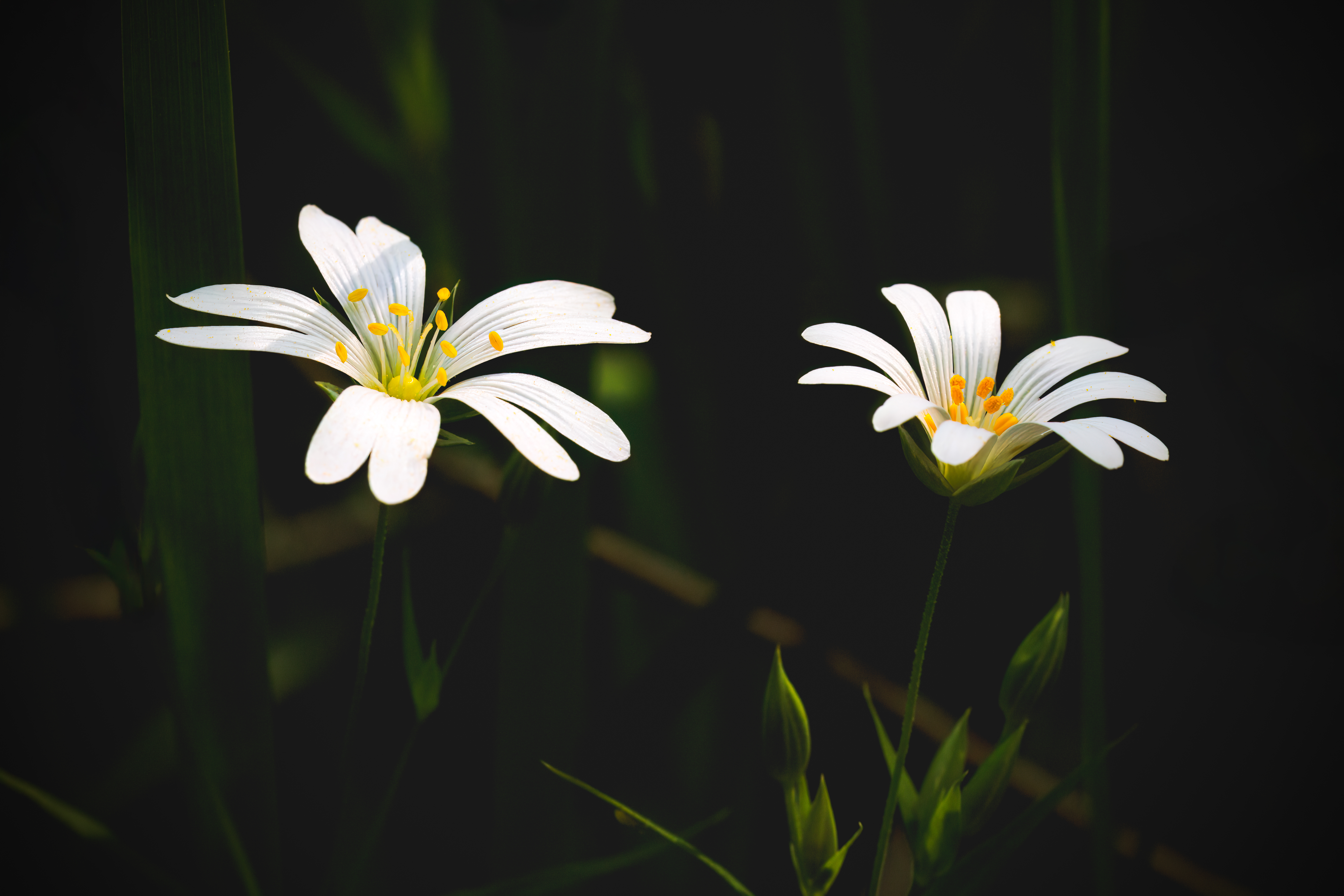 greater stitchwort
