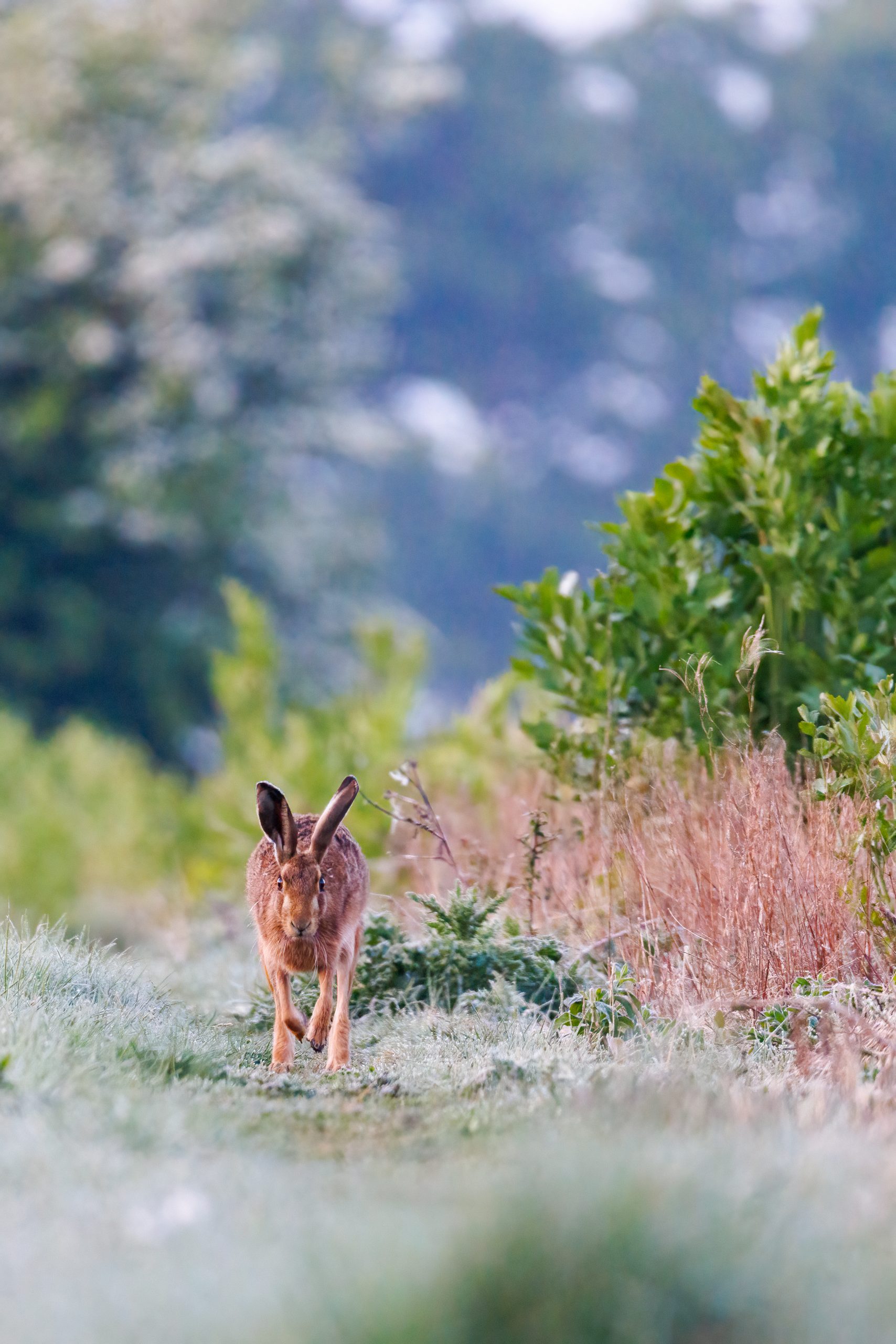 Brown hare in field