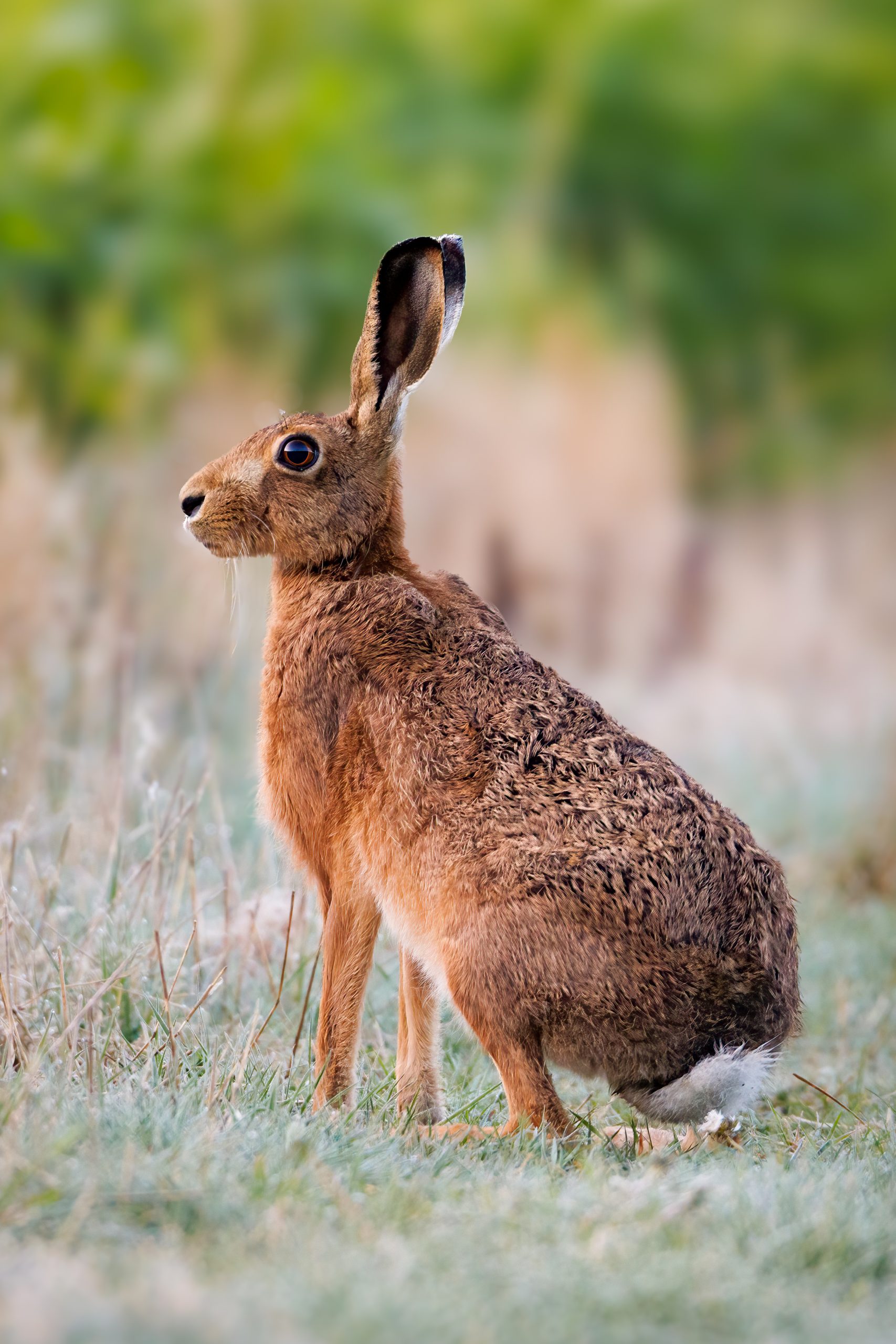 Brown hare watching sunrise