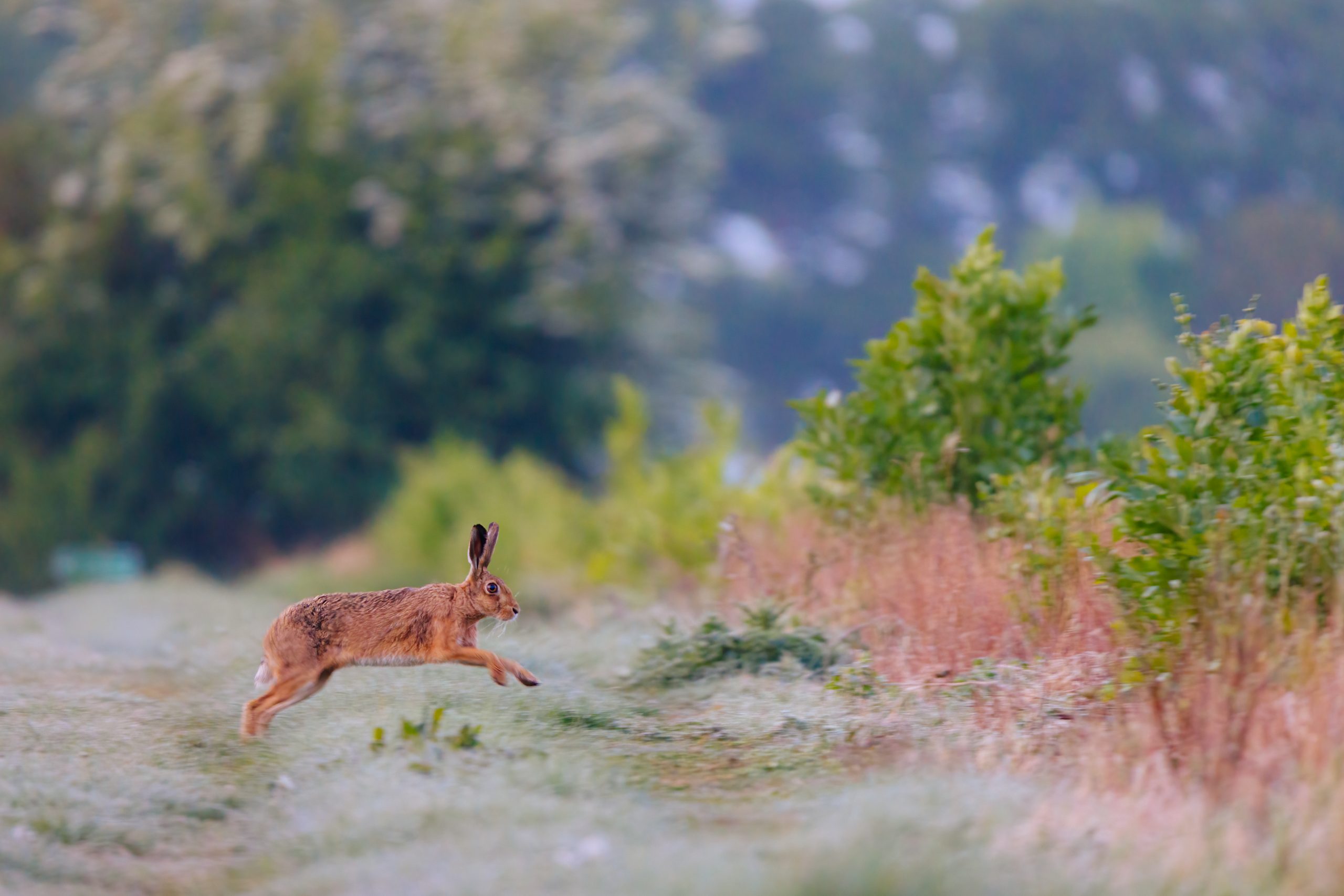 Brown hare running across field