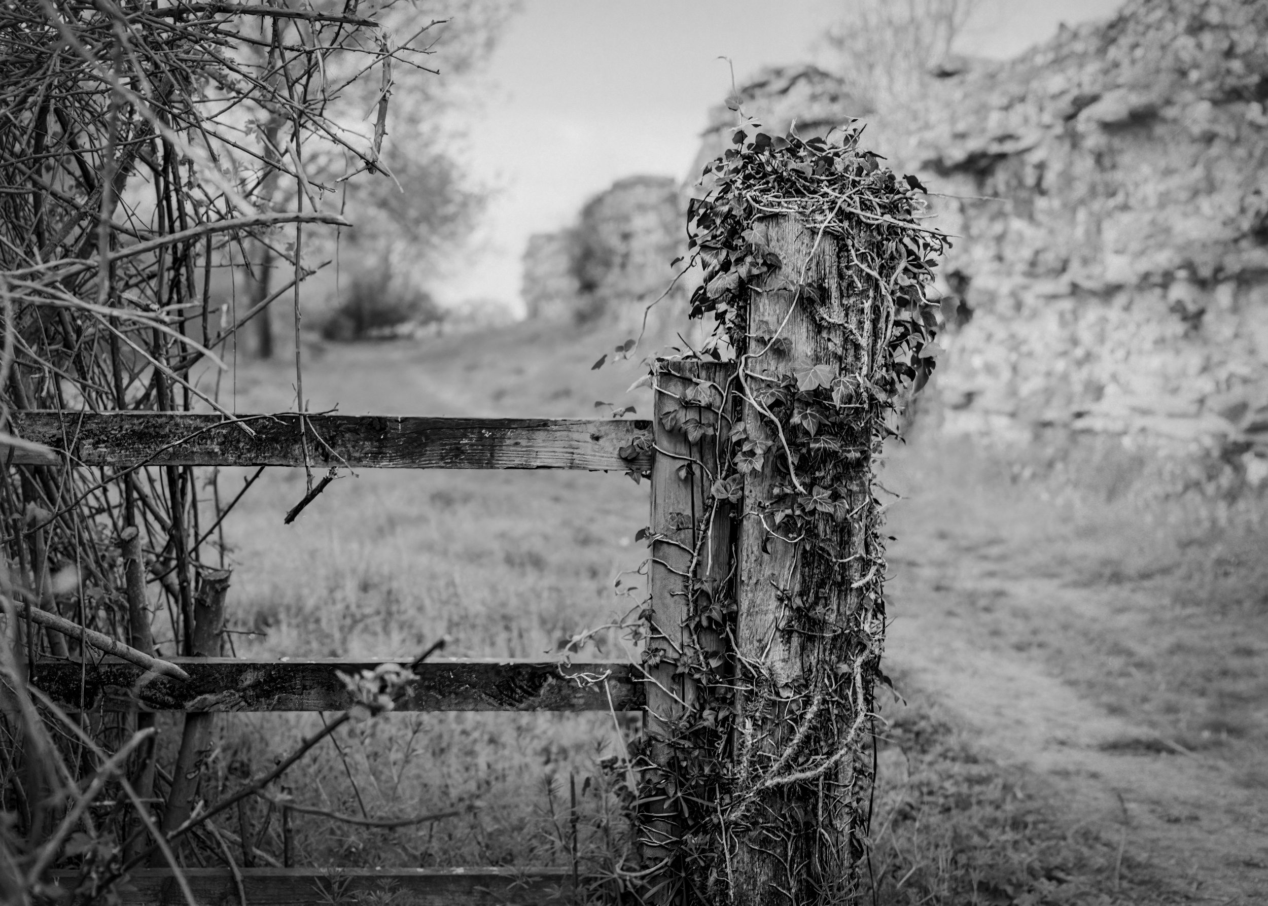 Black & White Film Downloads