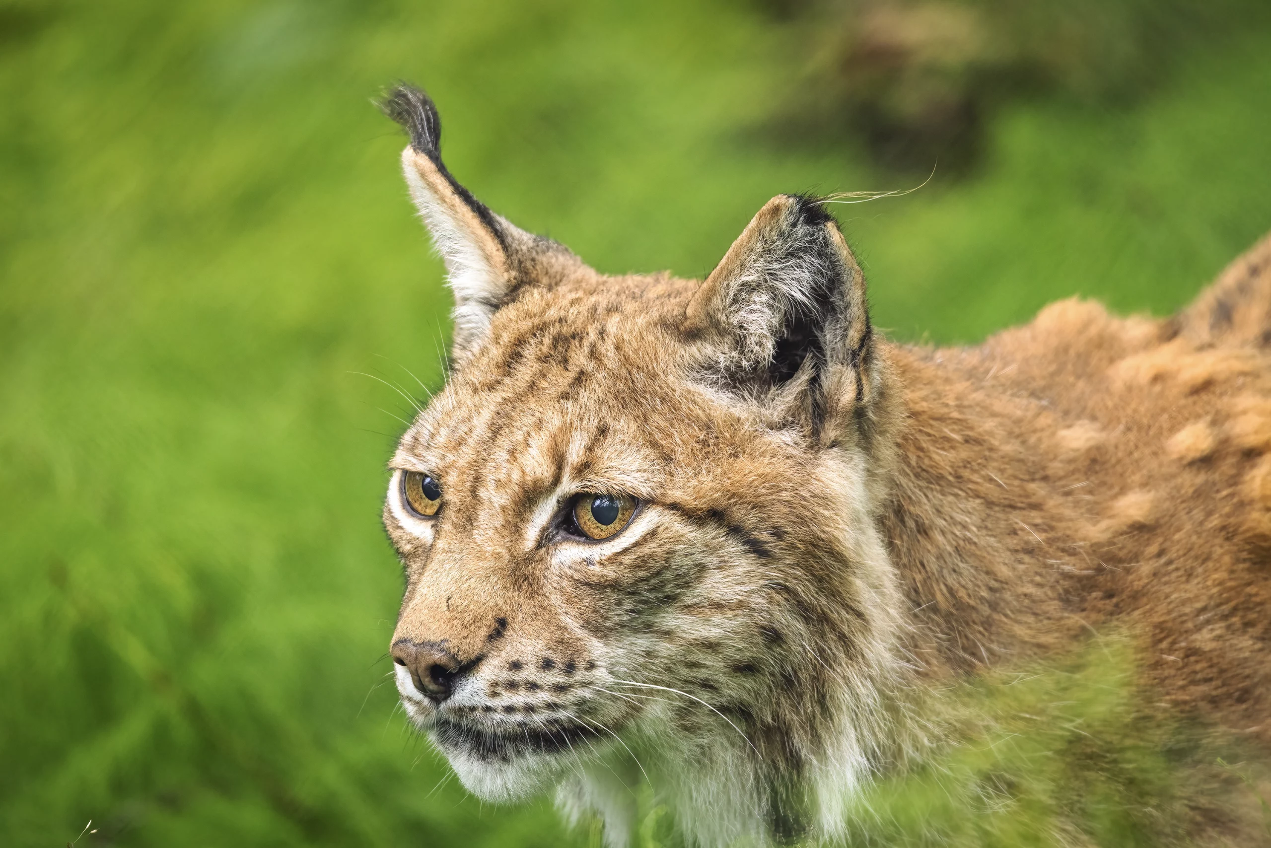 Norway Wildlife Photography of a Lynx