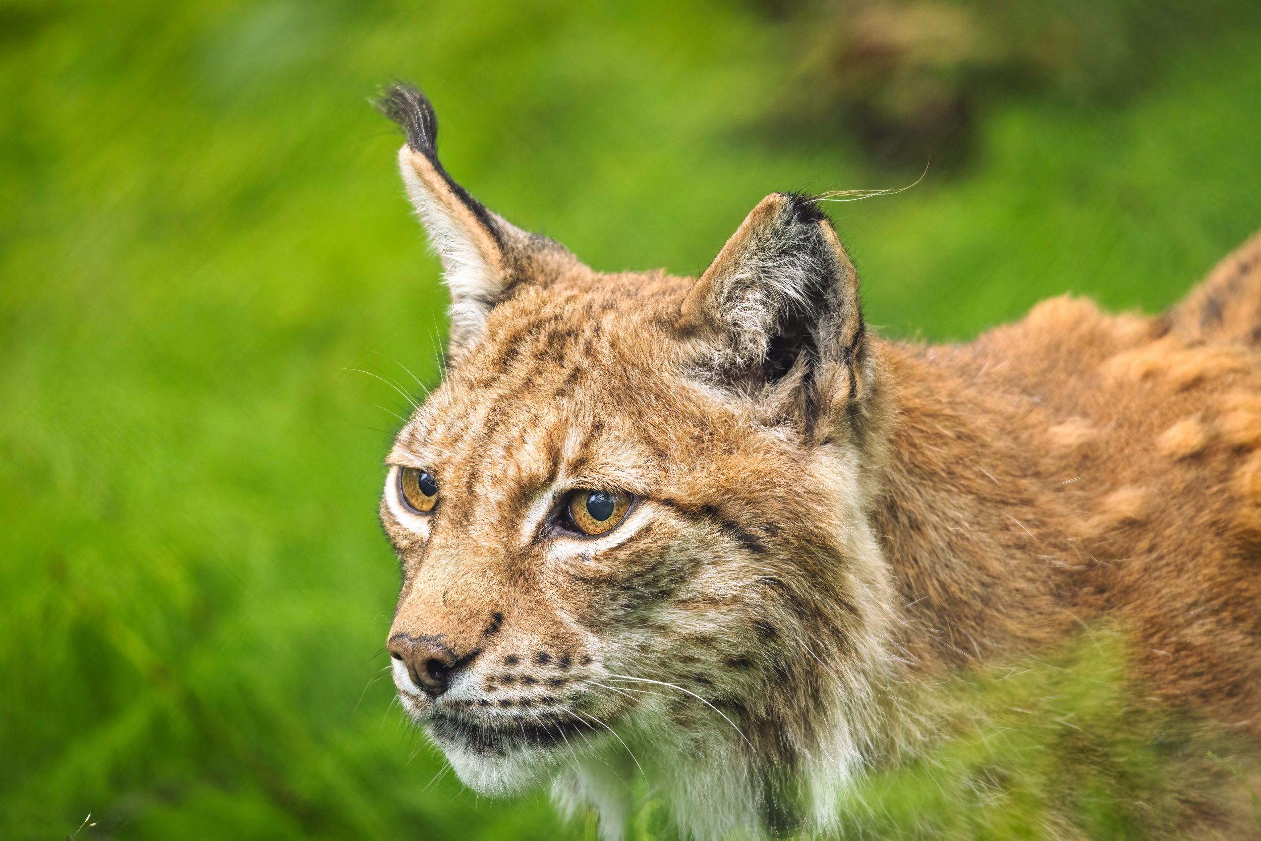 Wildlife Downloads