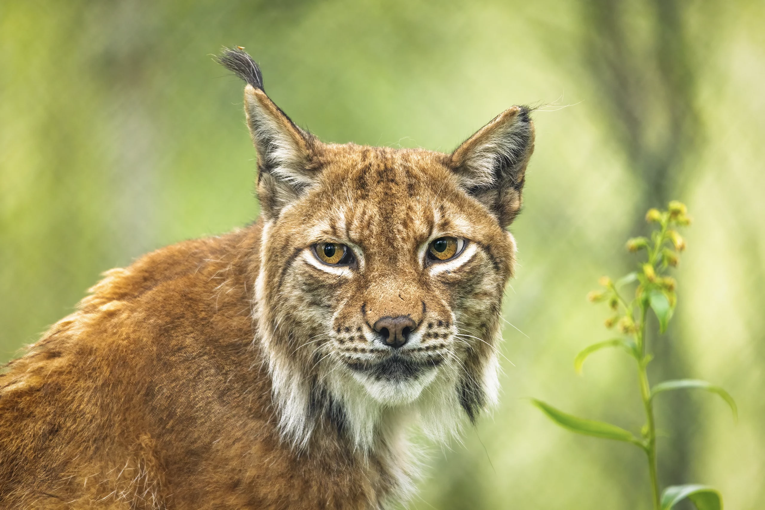 Norway Wildlife Photography of a Lynx