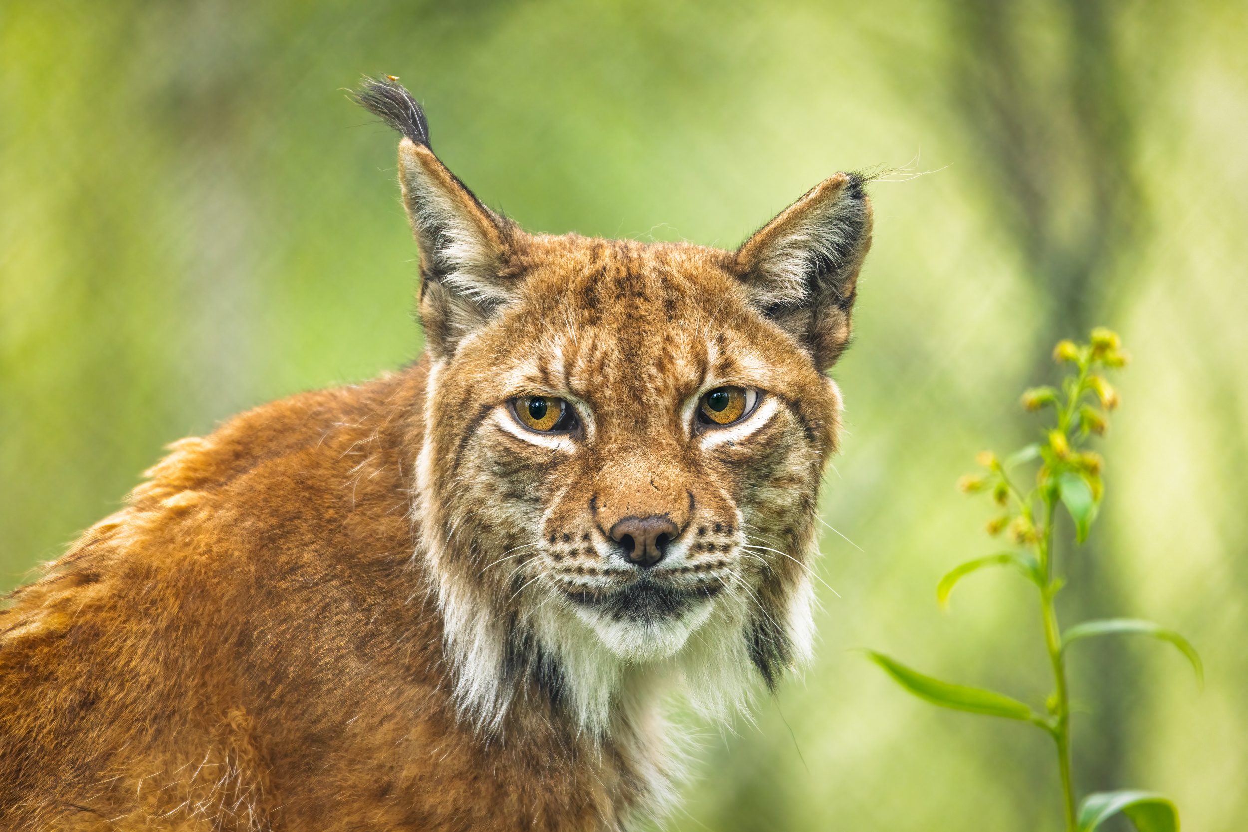 Wildlife Downloads