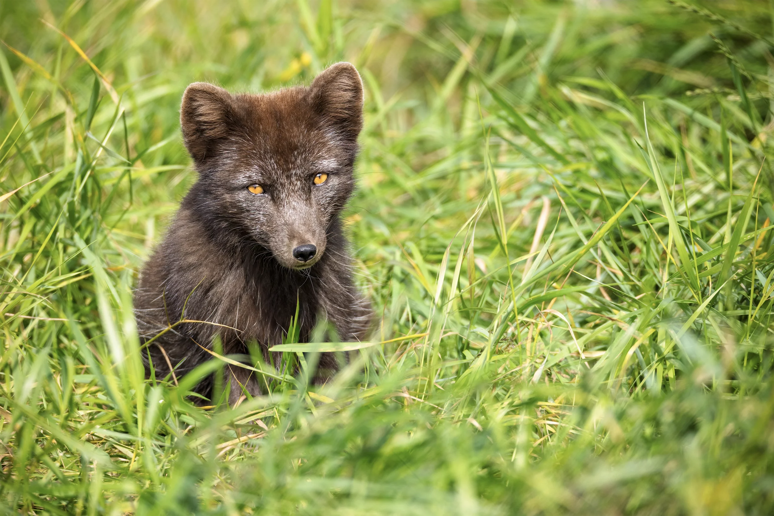Wildlife Downloads