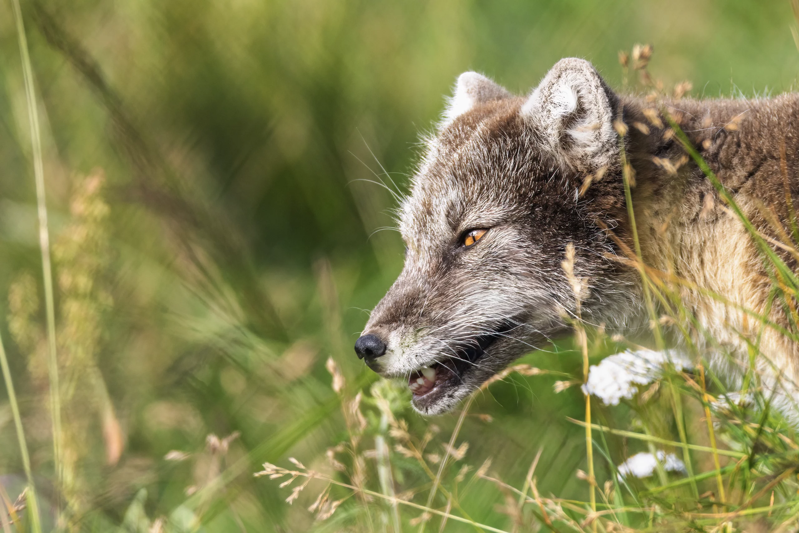 Norway Wildlife Photography - Artic Fox in grass