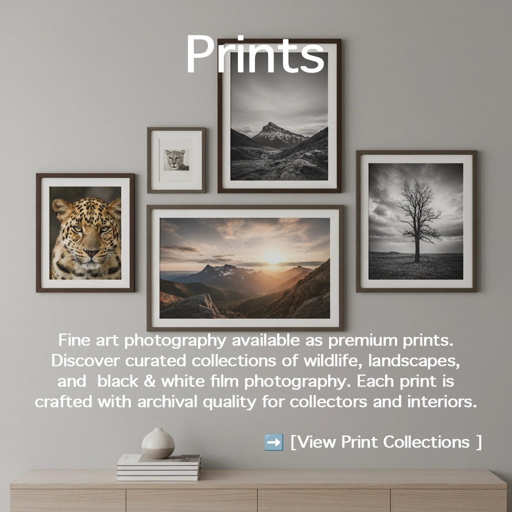 Prints