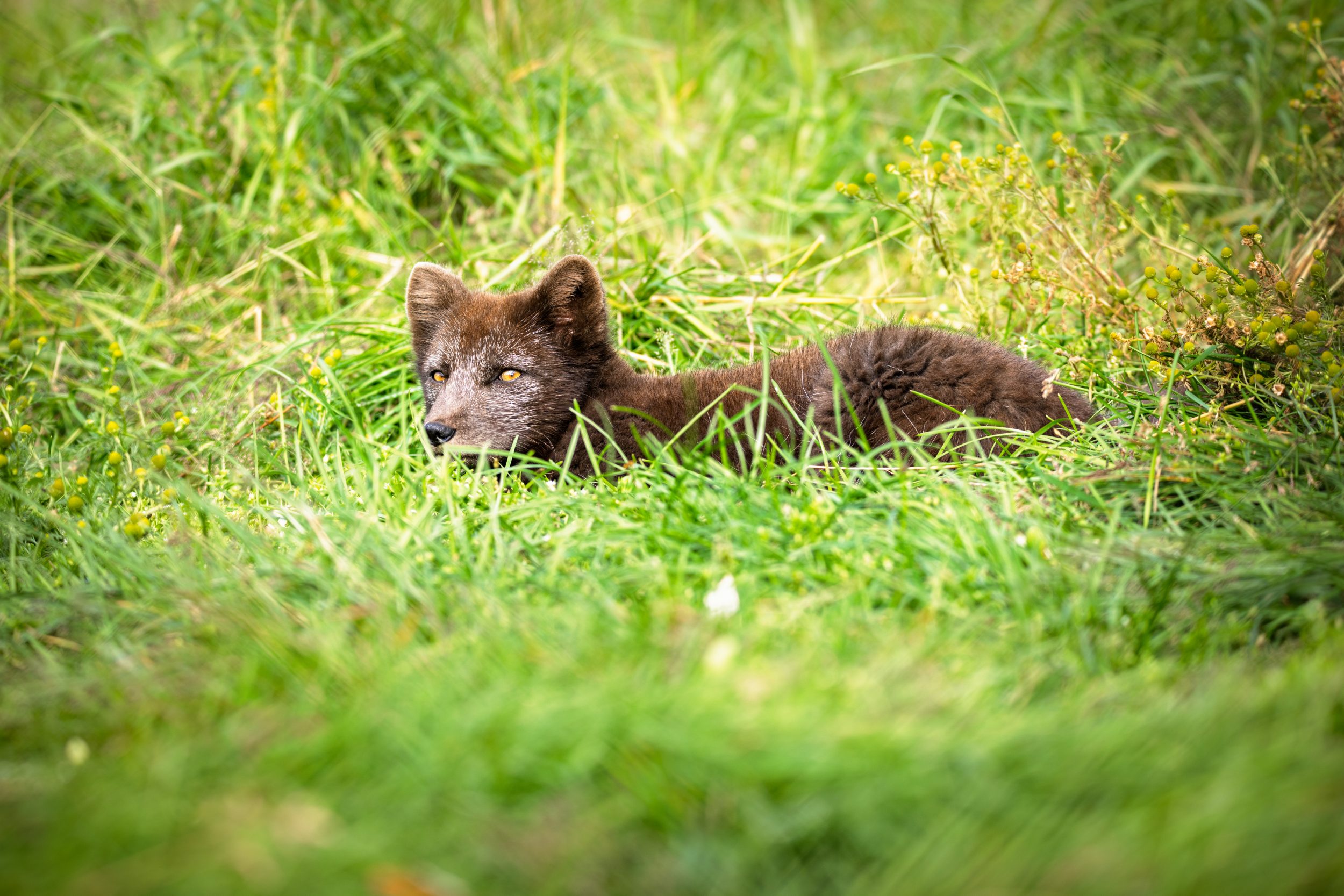 Wildlife Downloads