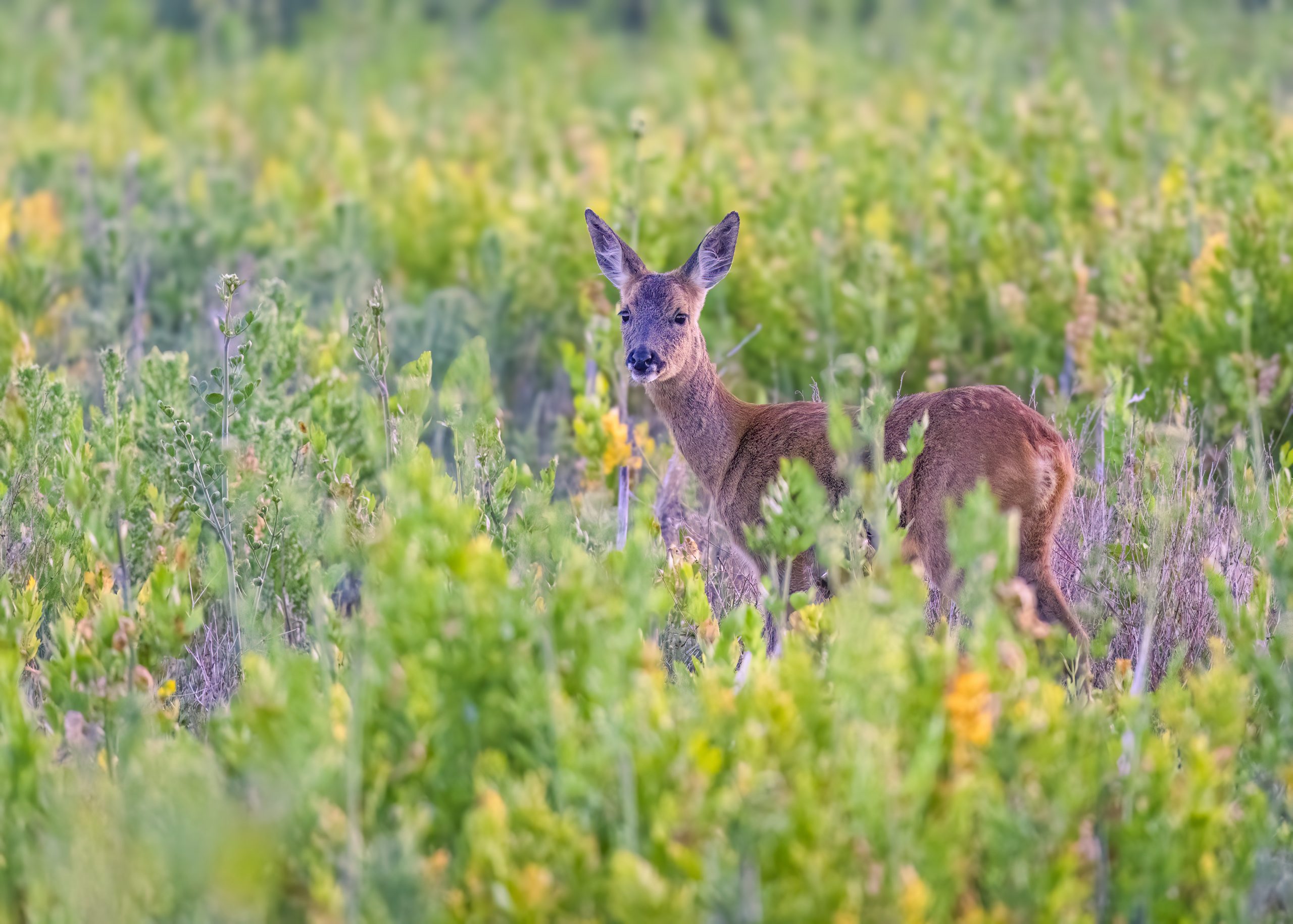 roe deer wildlife roe deer wildlife