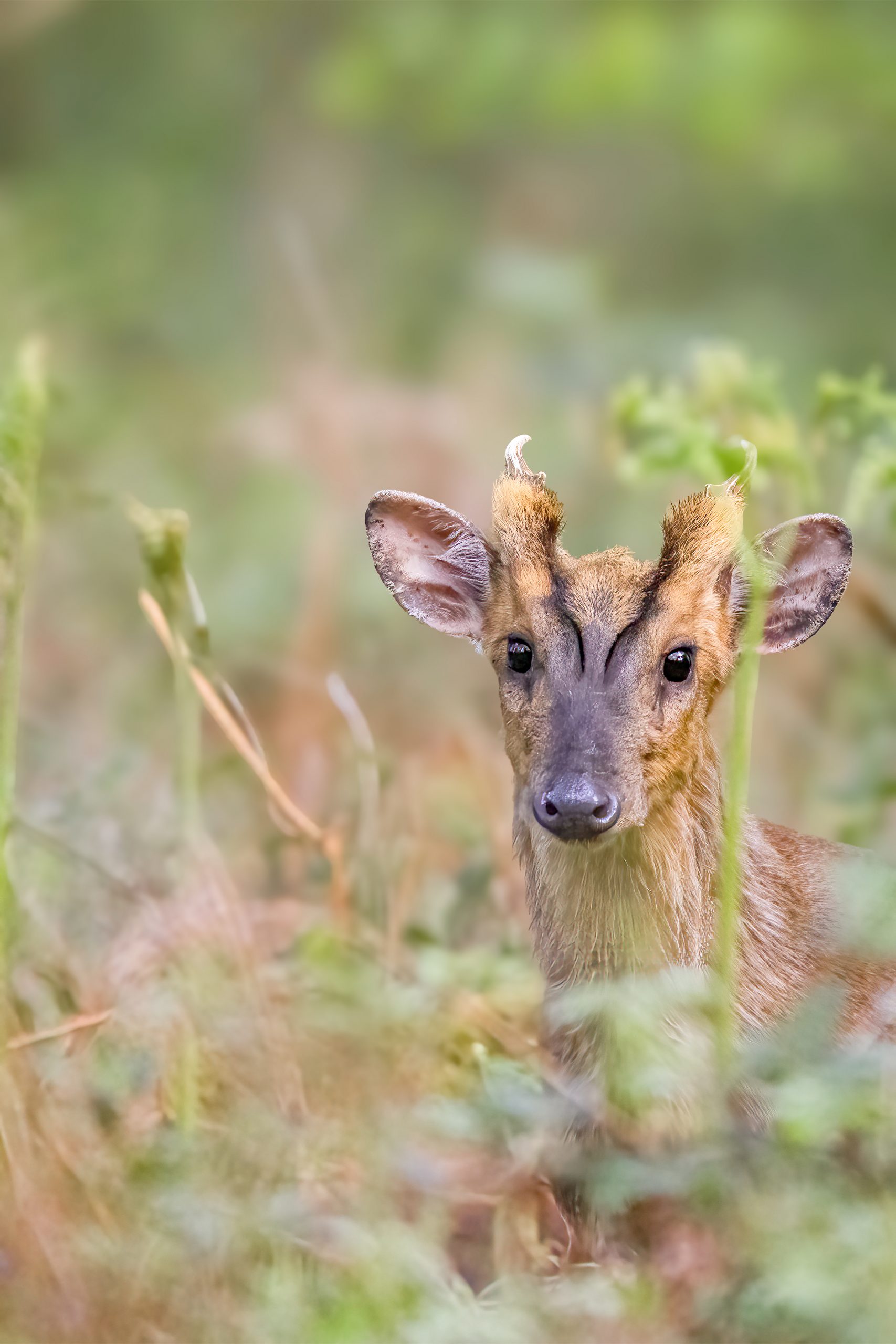 roe deer copy roe deer copy
