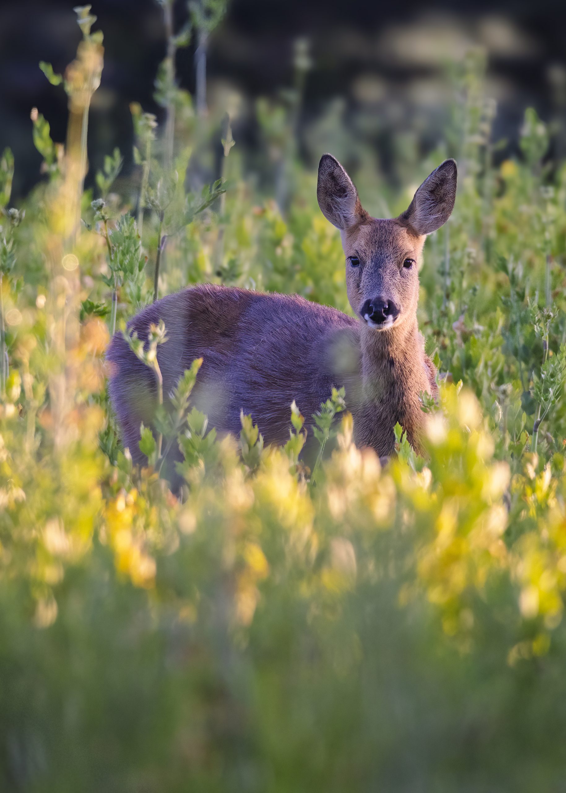 roe deer in field roe deer in field