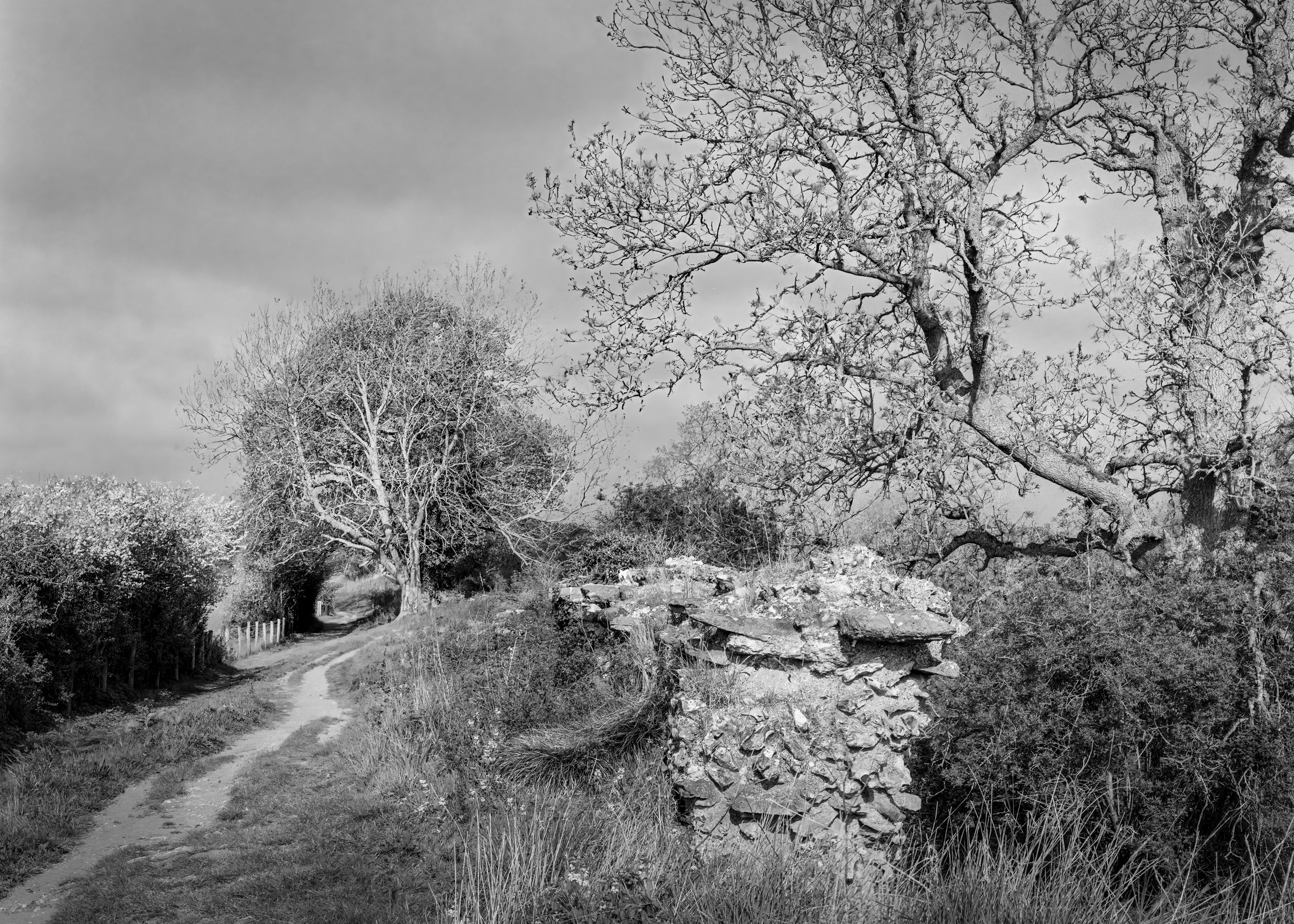 Black & White Film Downloads