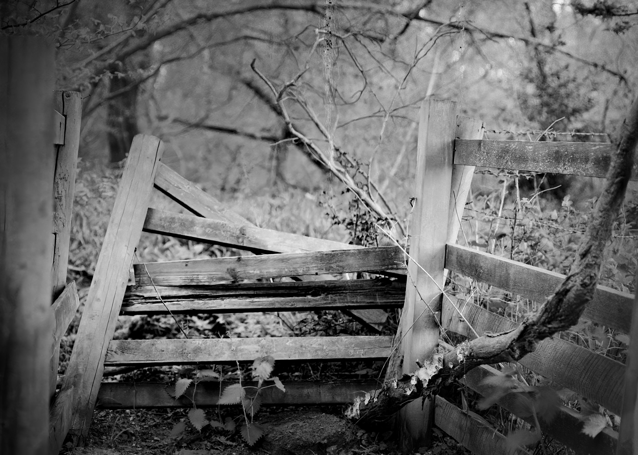 Black & White Film Downloads