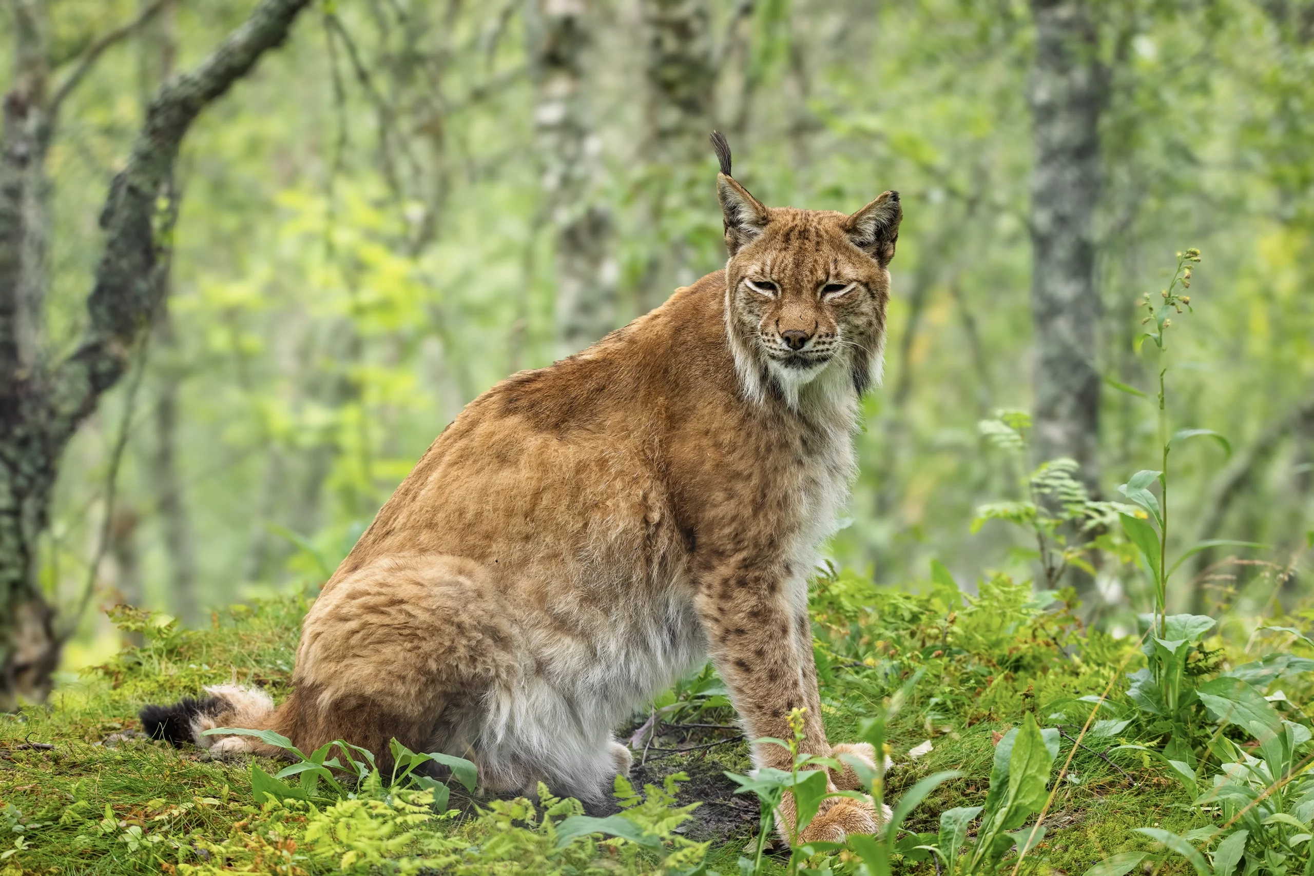 Norway Wildlife Photography,Tips for Arctic Wildlife Photography,Eurasian Lynx,Animals of Norway,Arctic Fox Summer Coat
