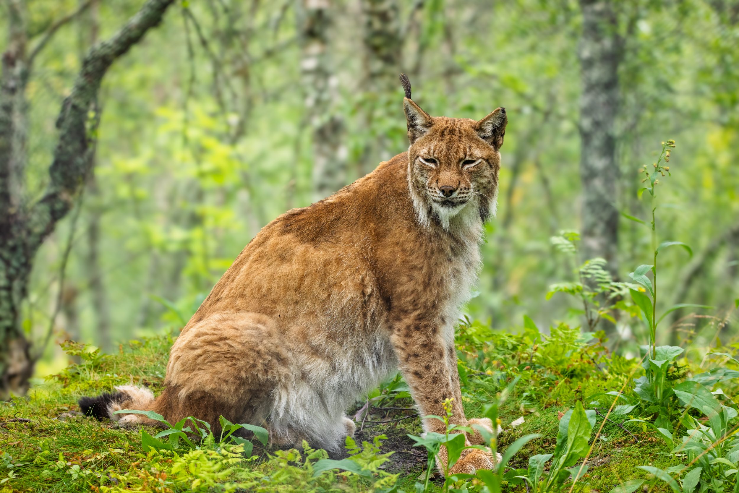 Wildlife Downloads