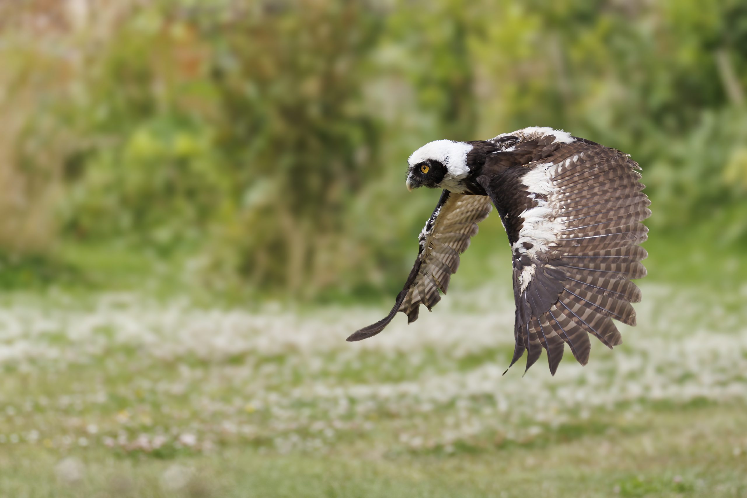 spectacled owl