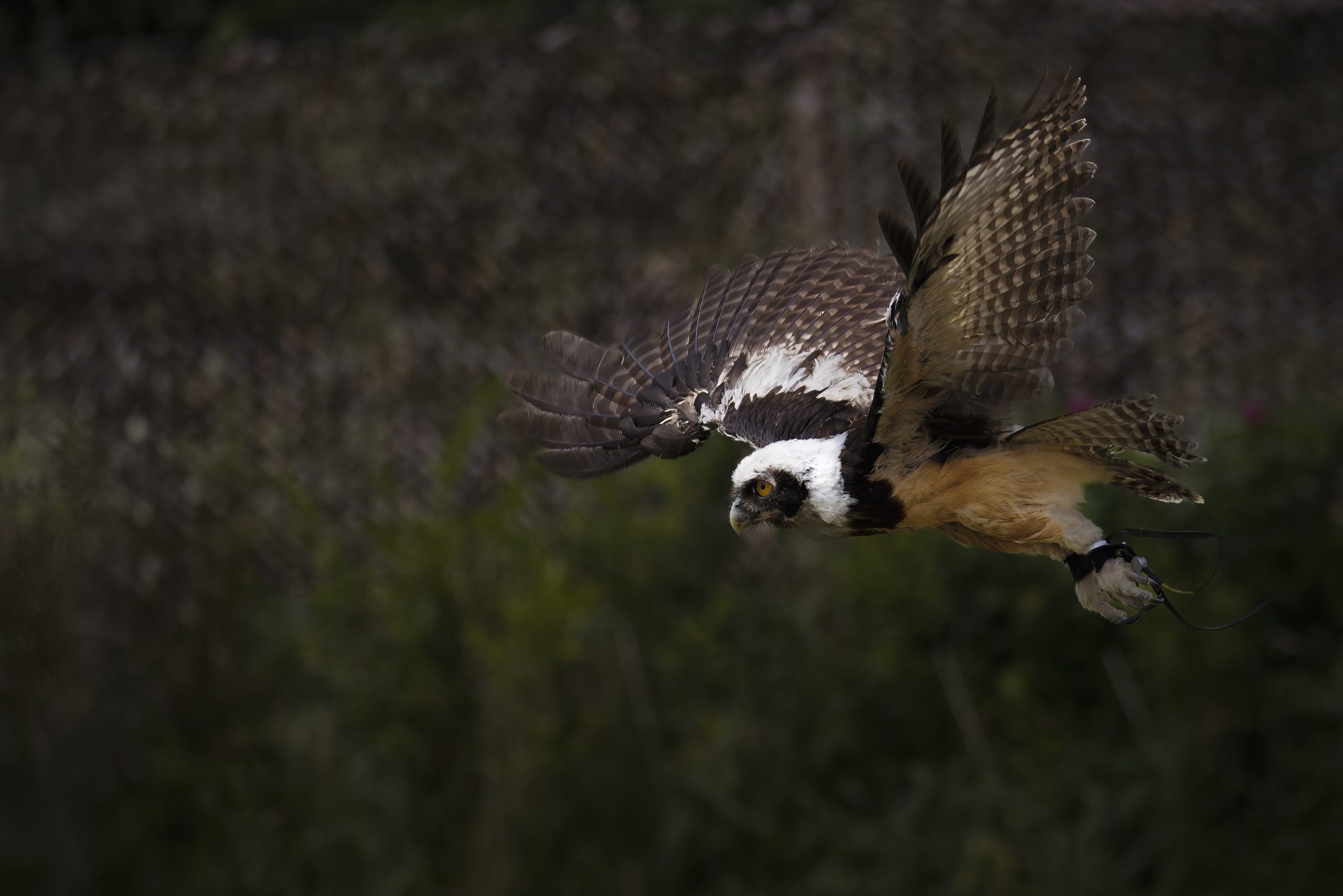 spectacled owl3