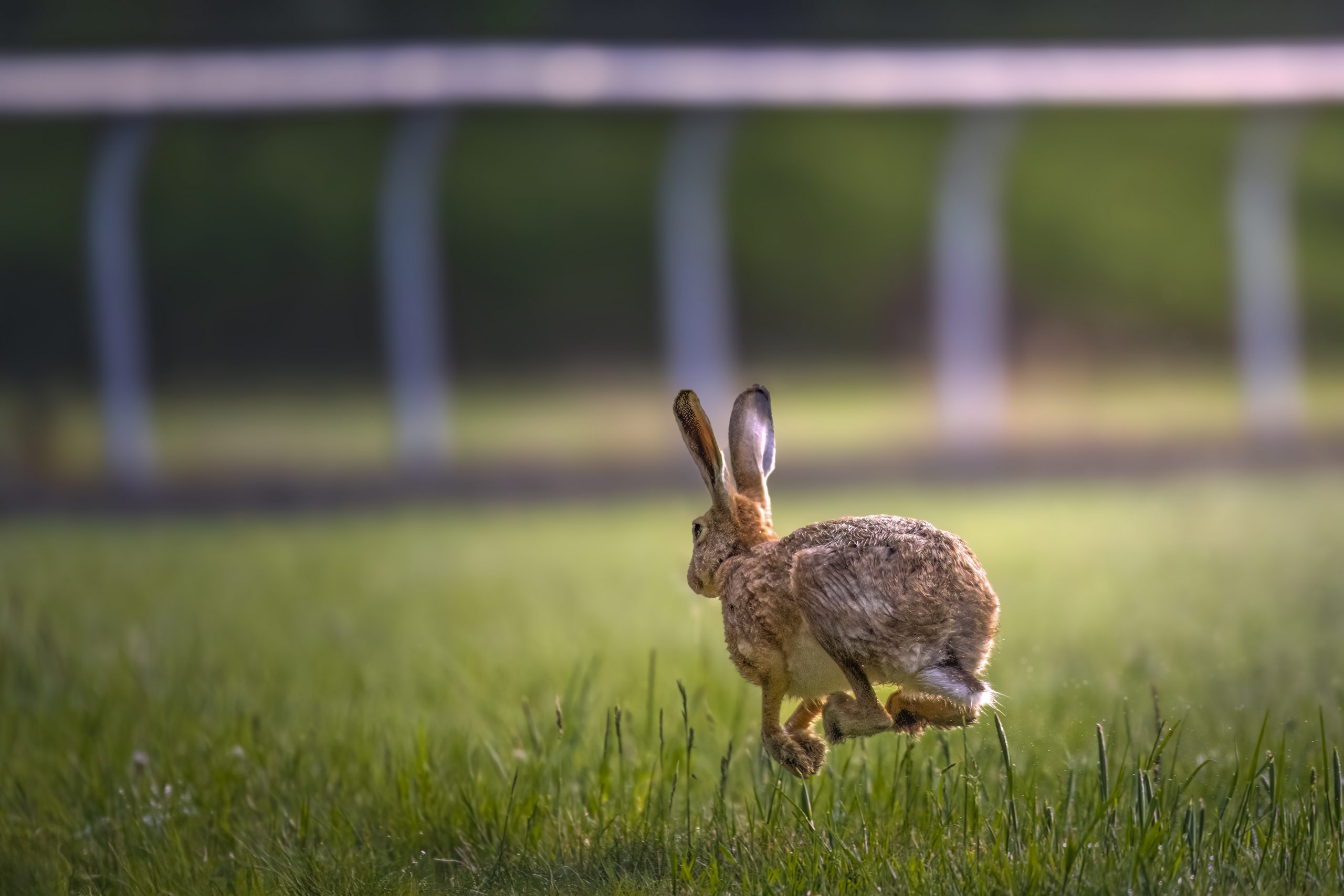 the running brown hare