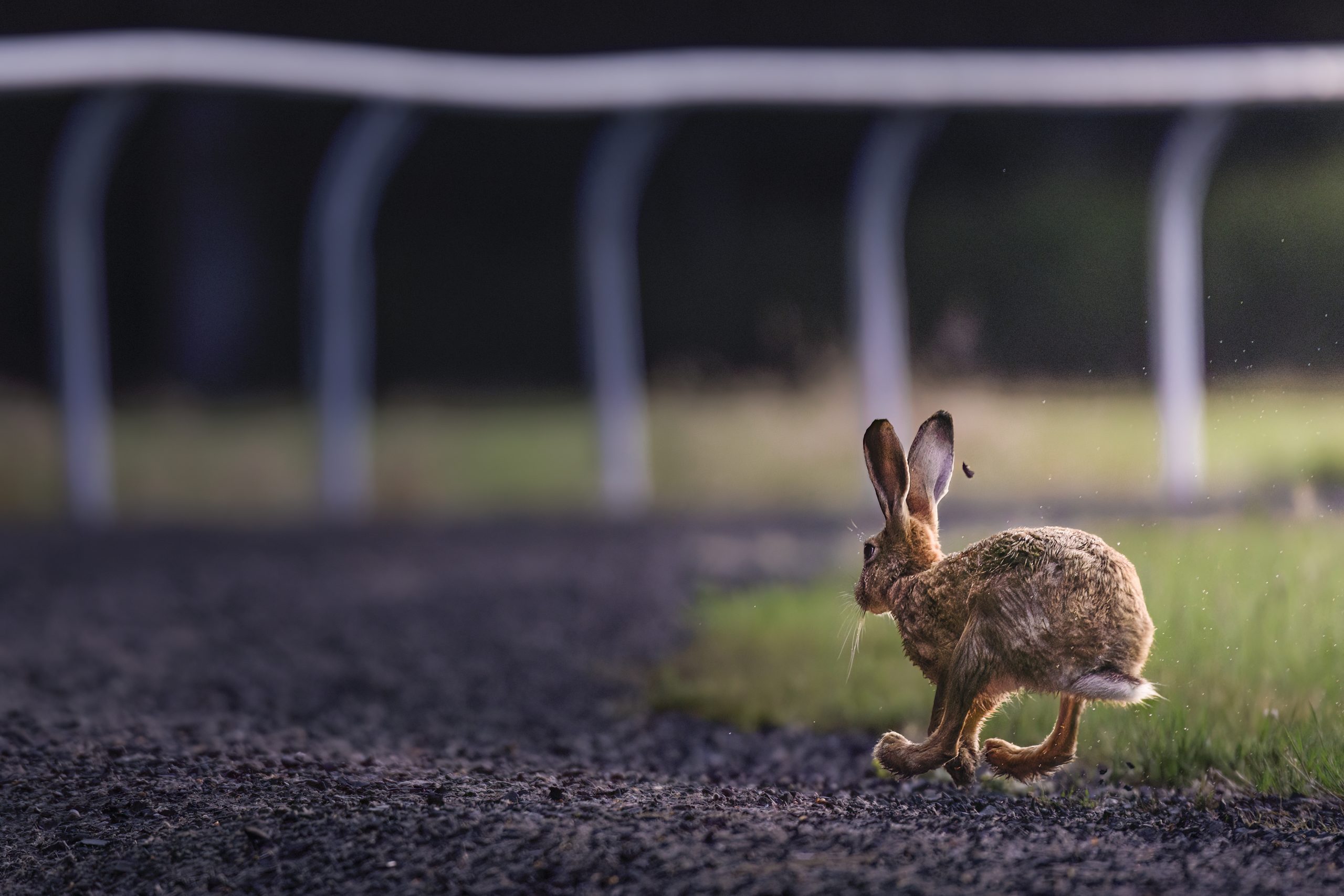 the sprinting hare