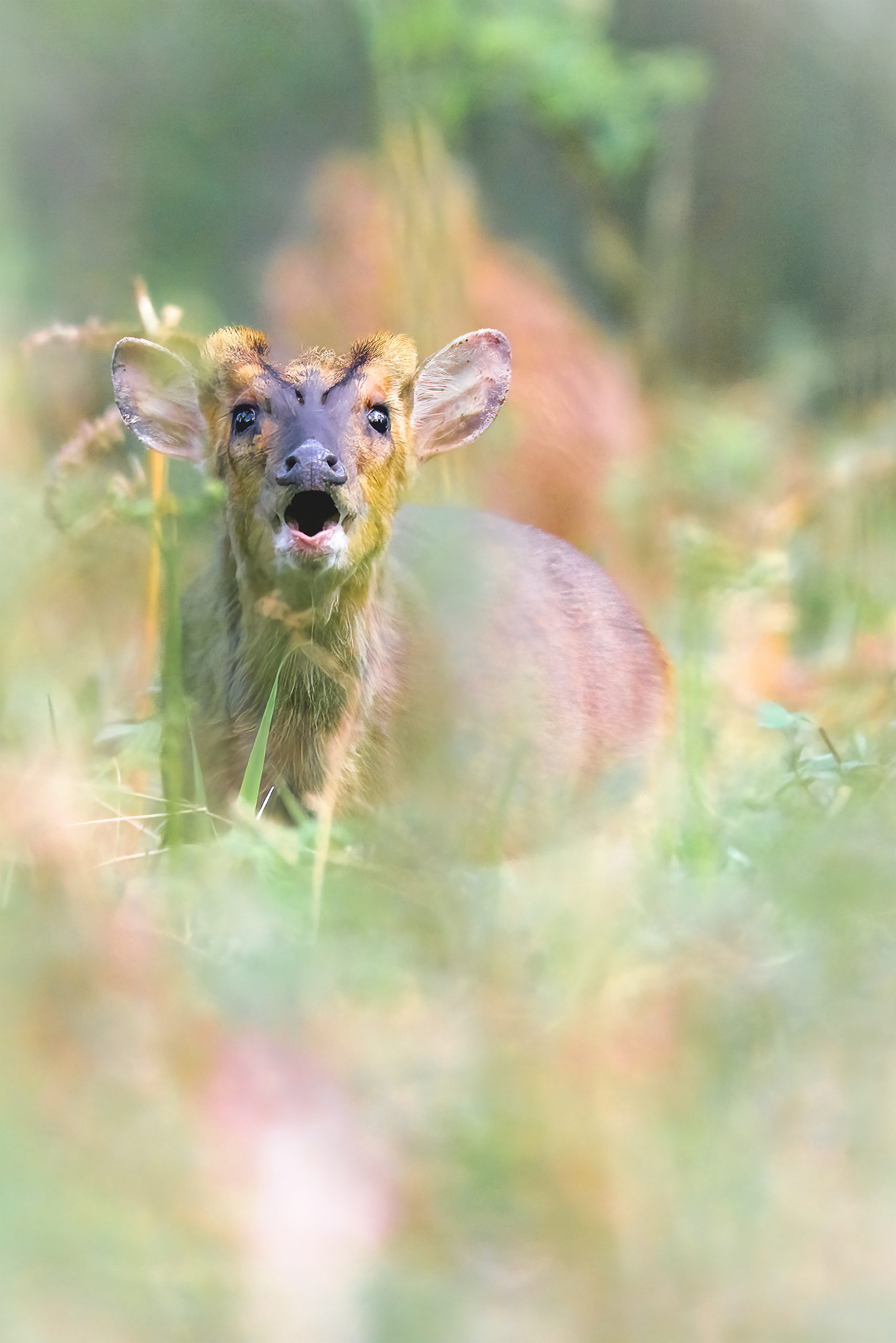 roe deer photo ashford hill barking roe deer photo ashford hill barking
