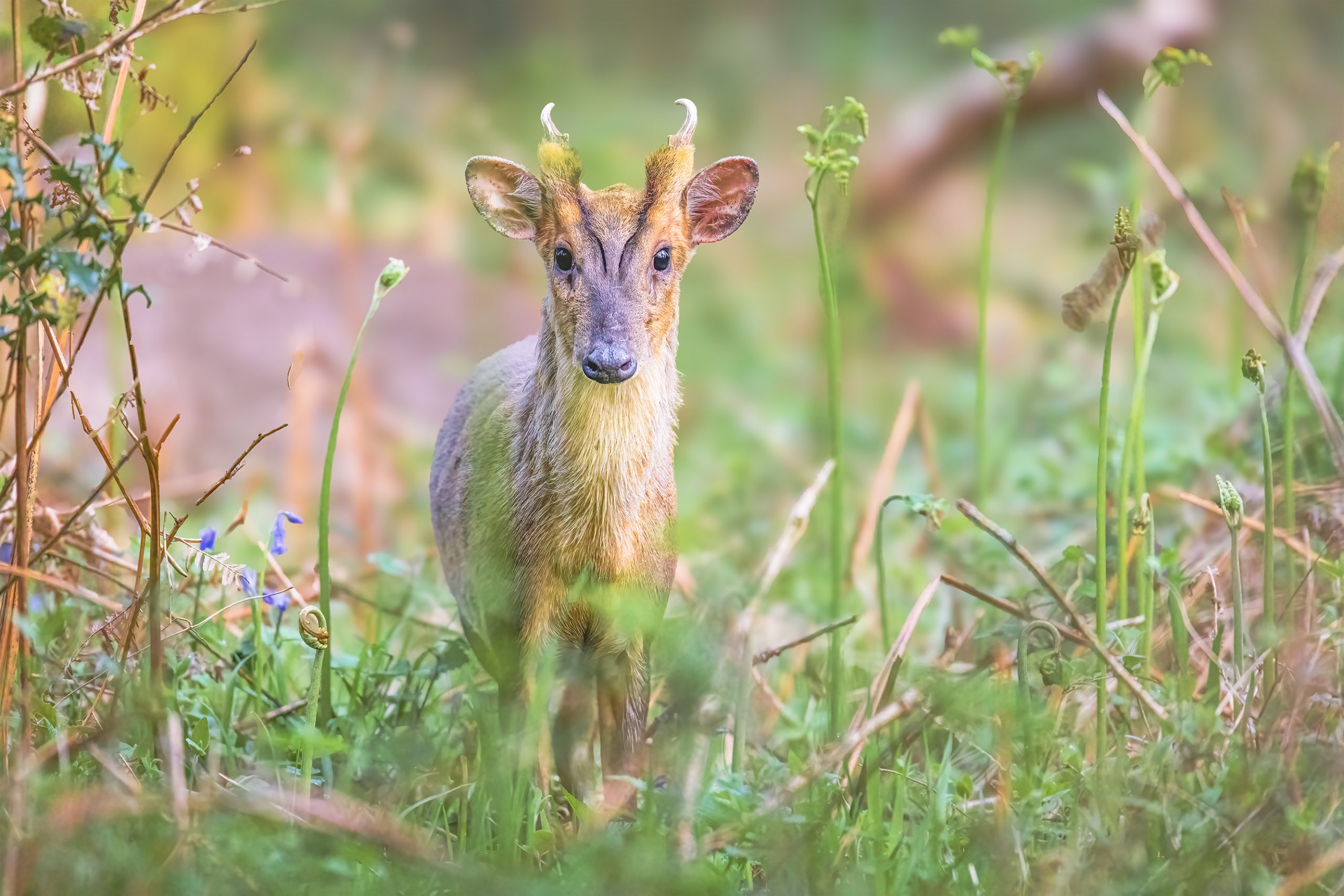 roe deer photo ashford hill early morning roe deer photo ashford hill early morning