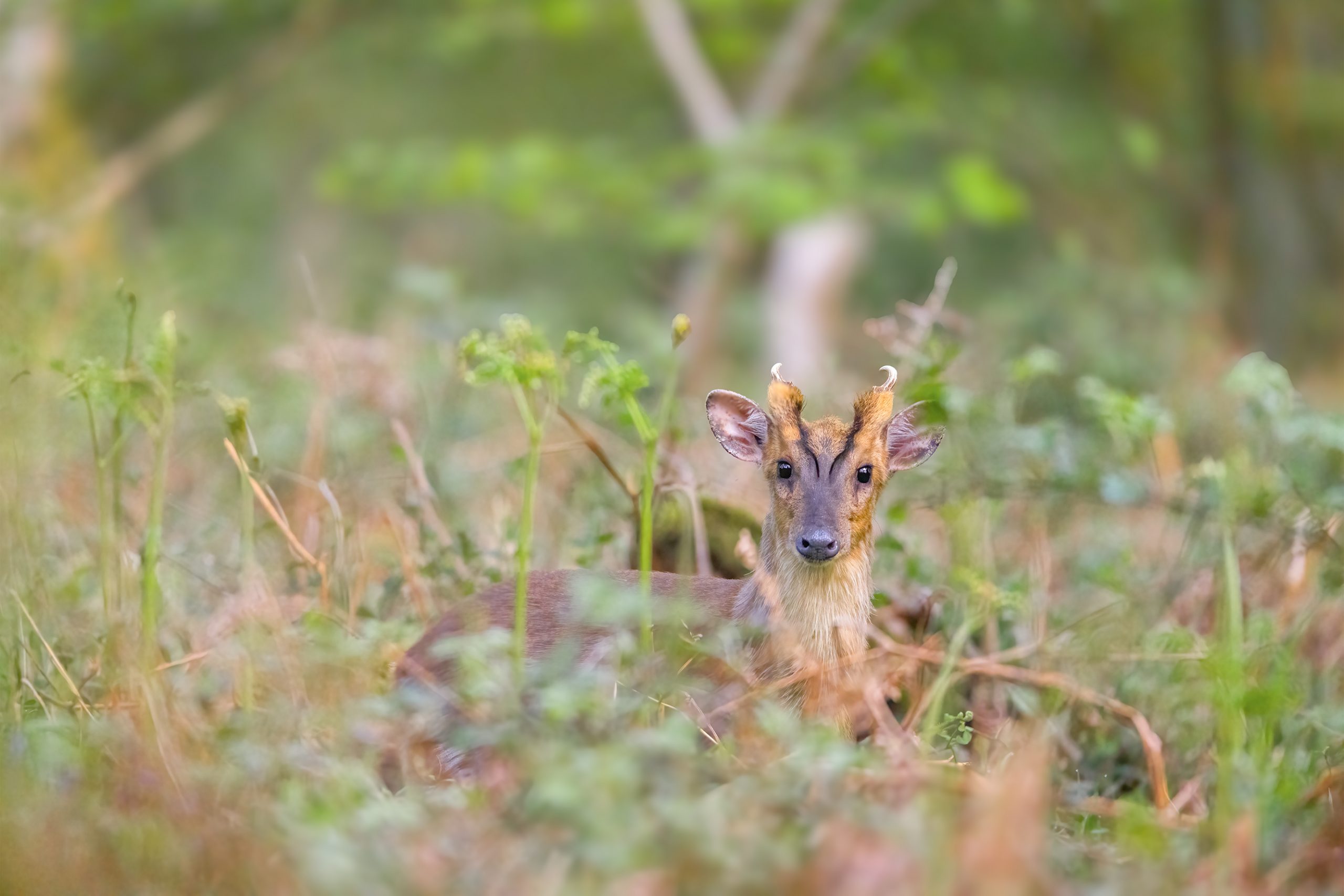 roe deer photo ashford hill hidden forest roe deer photo ashford hill hidden forest