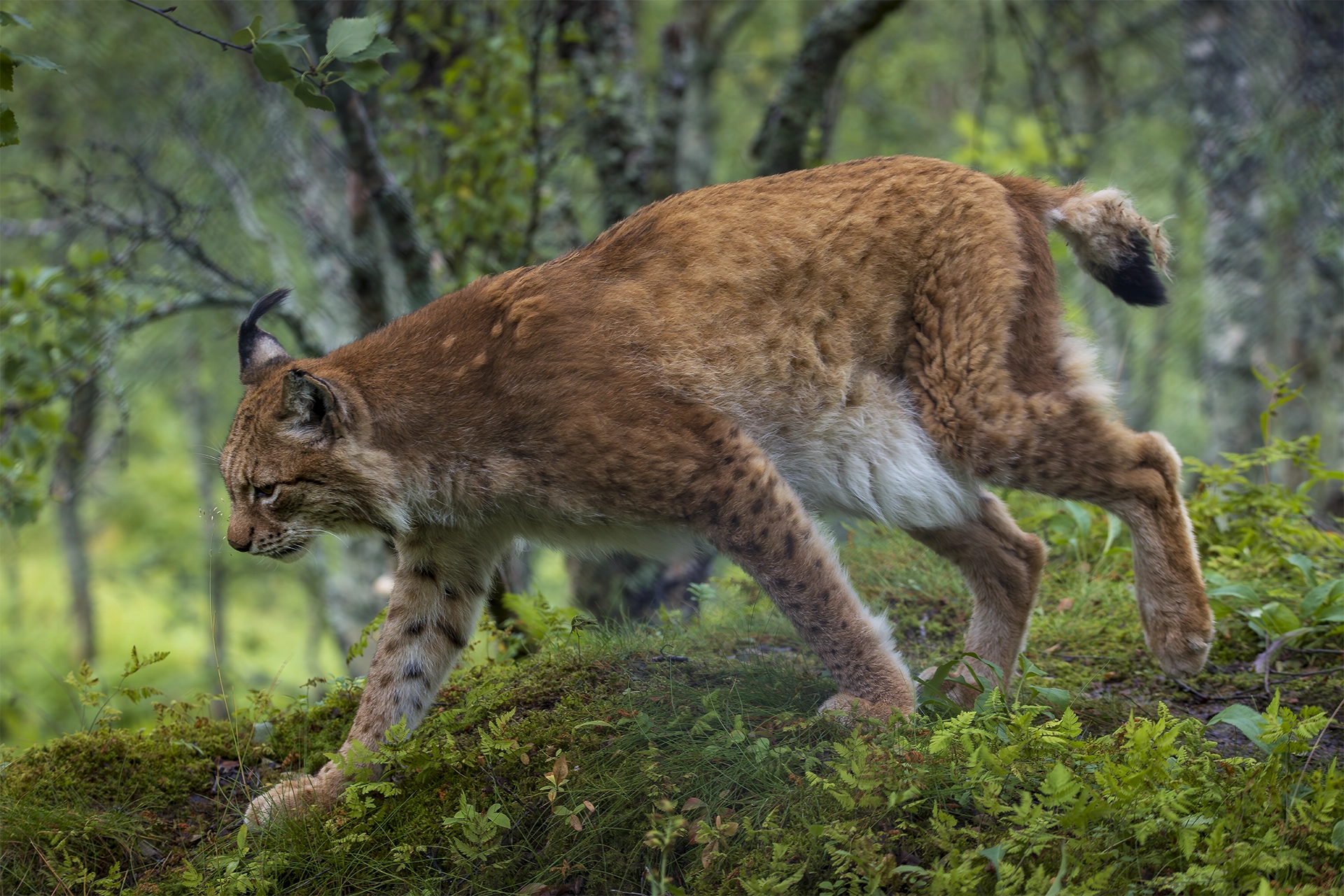Atmospheric Storytelling showing a puma making its way through Norways Woodland.
