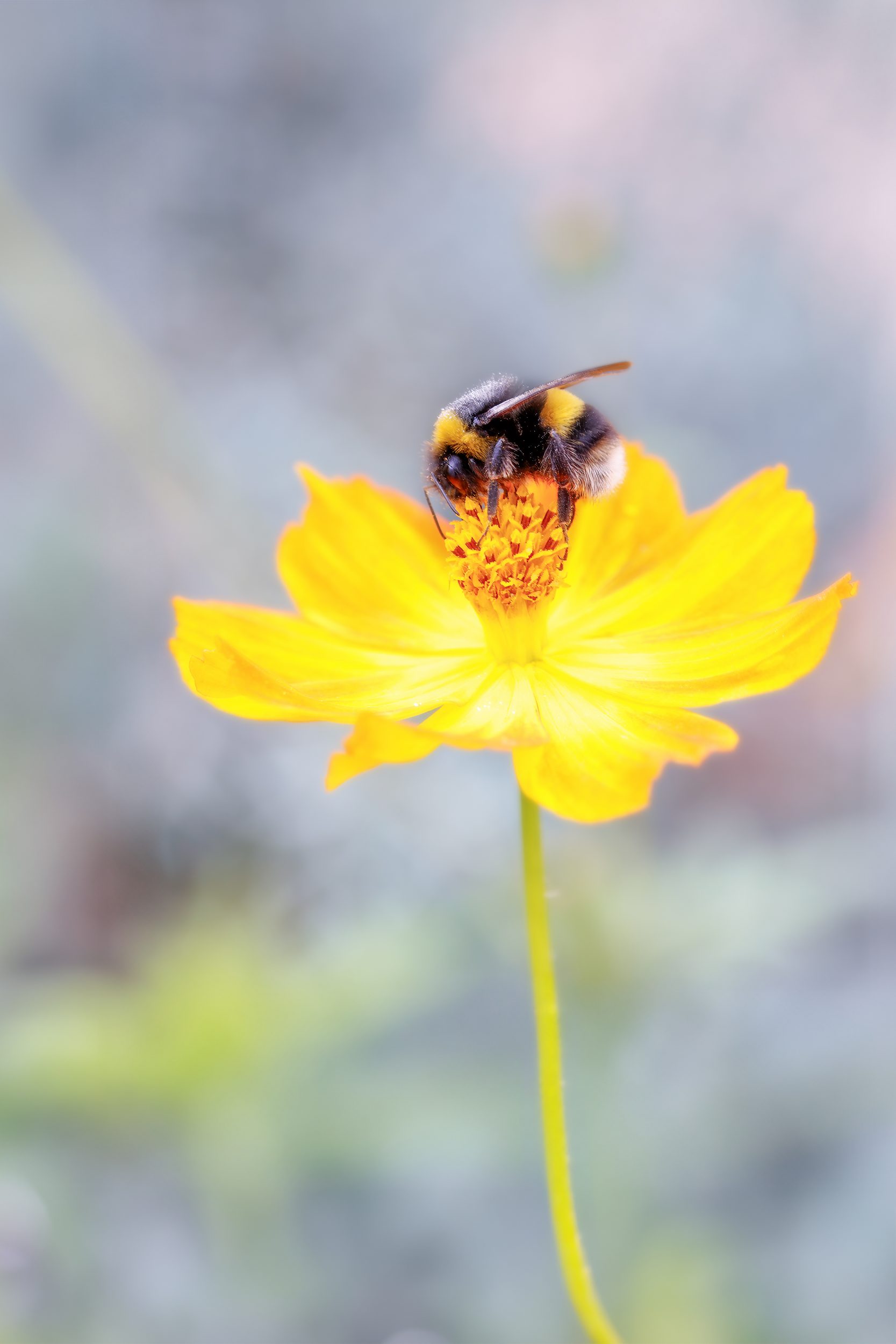 Flower Downloads