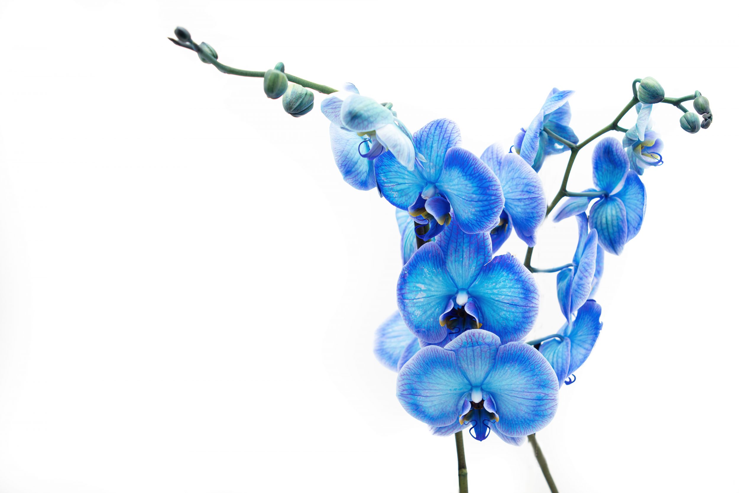 Flower Downloads