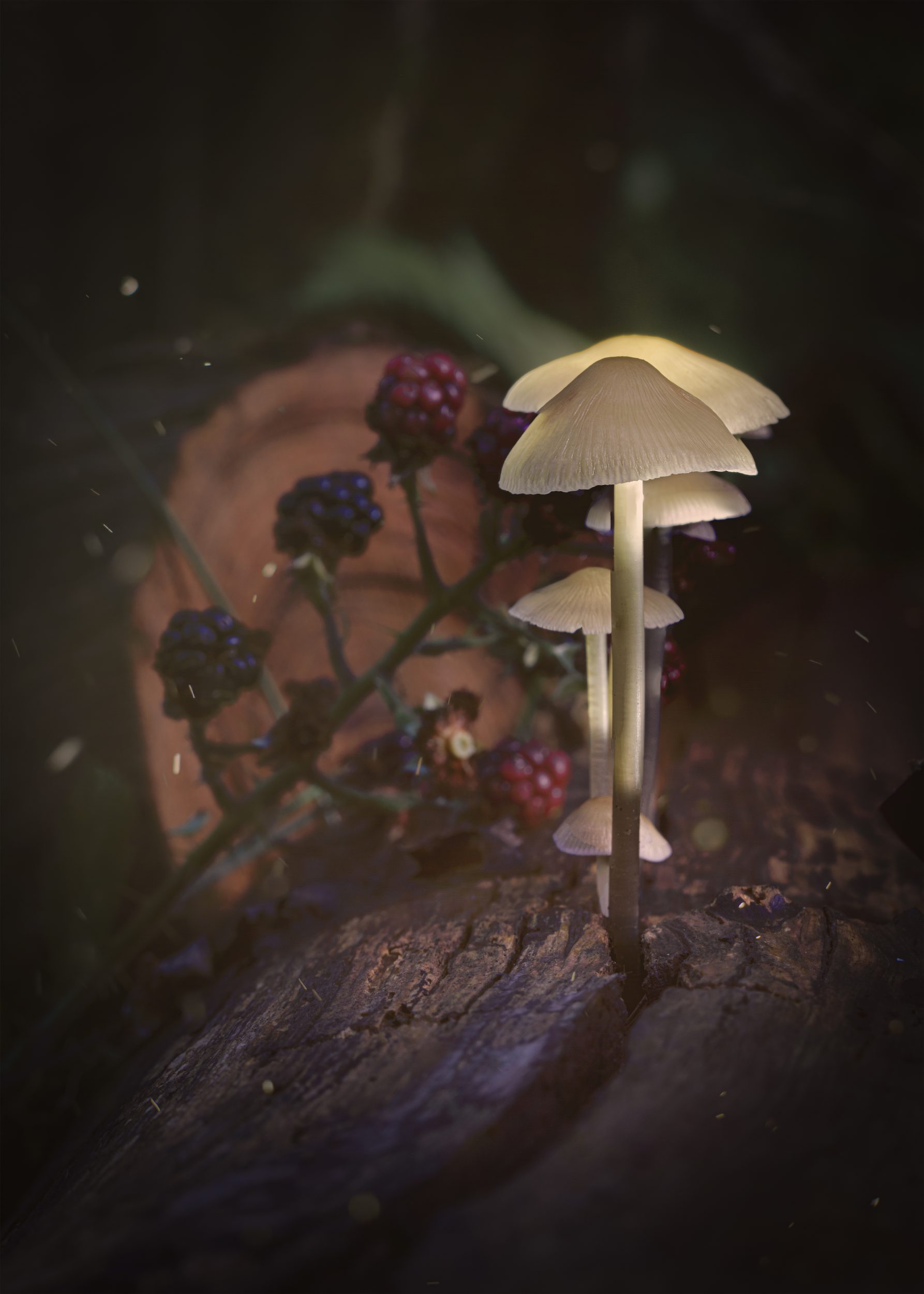 Flower Downloads