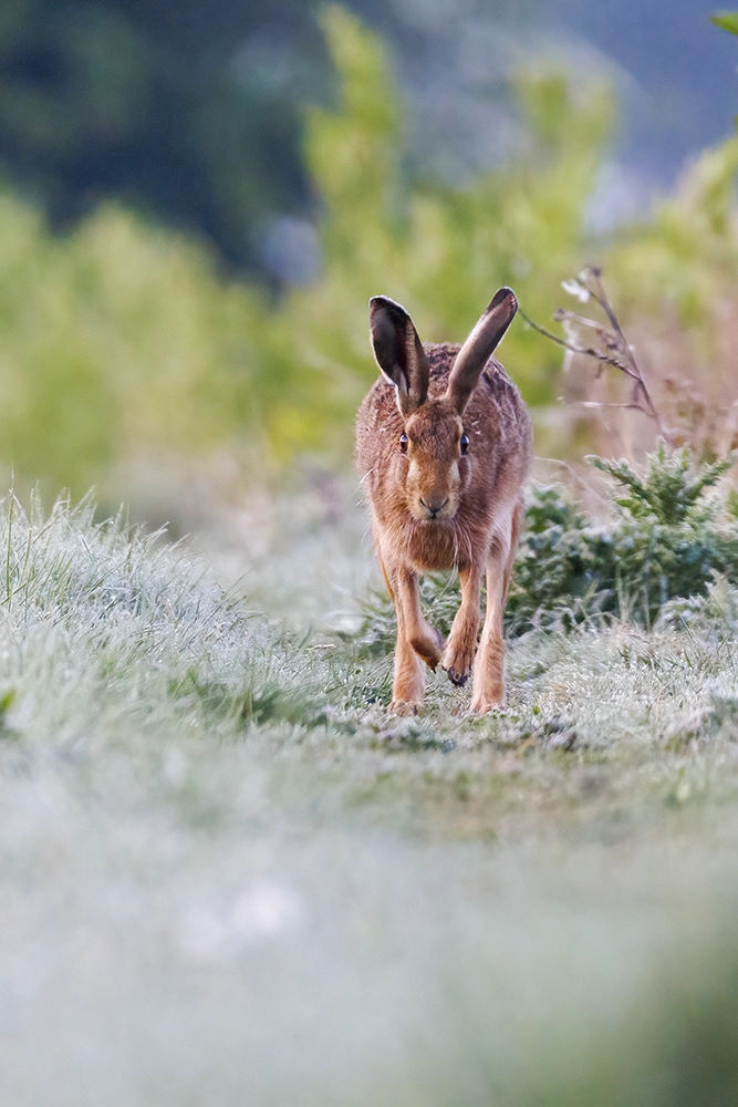 hare