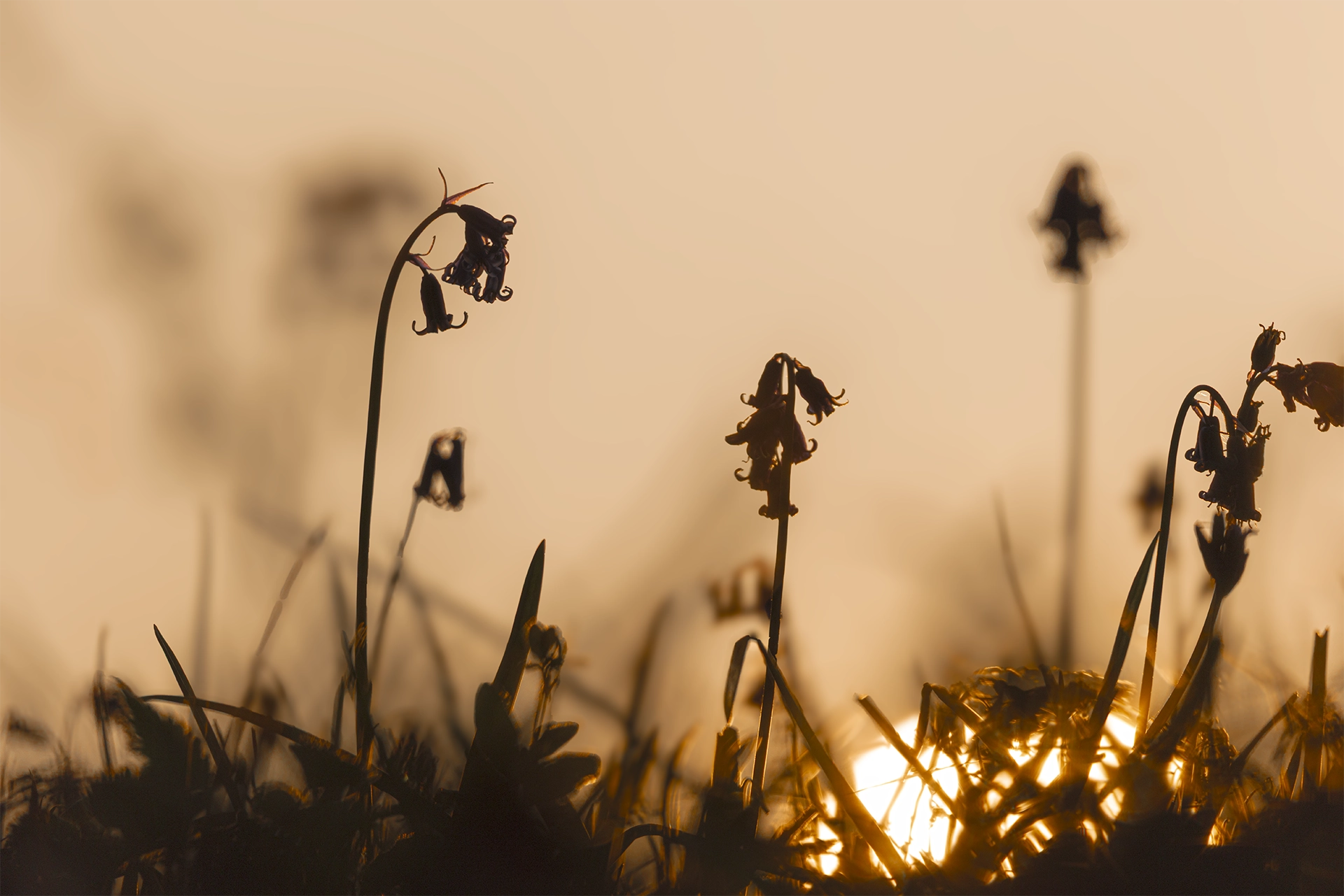 macro bluebells at sunrise
