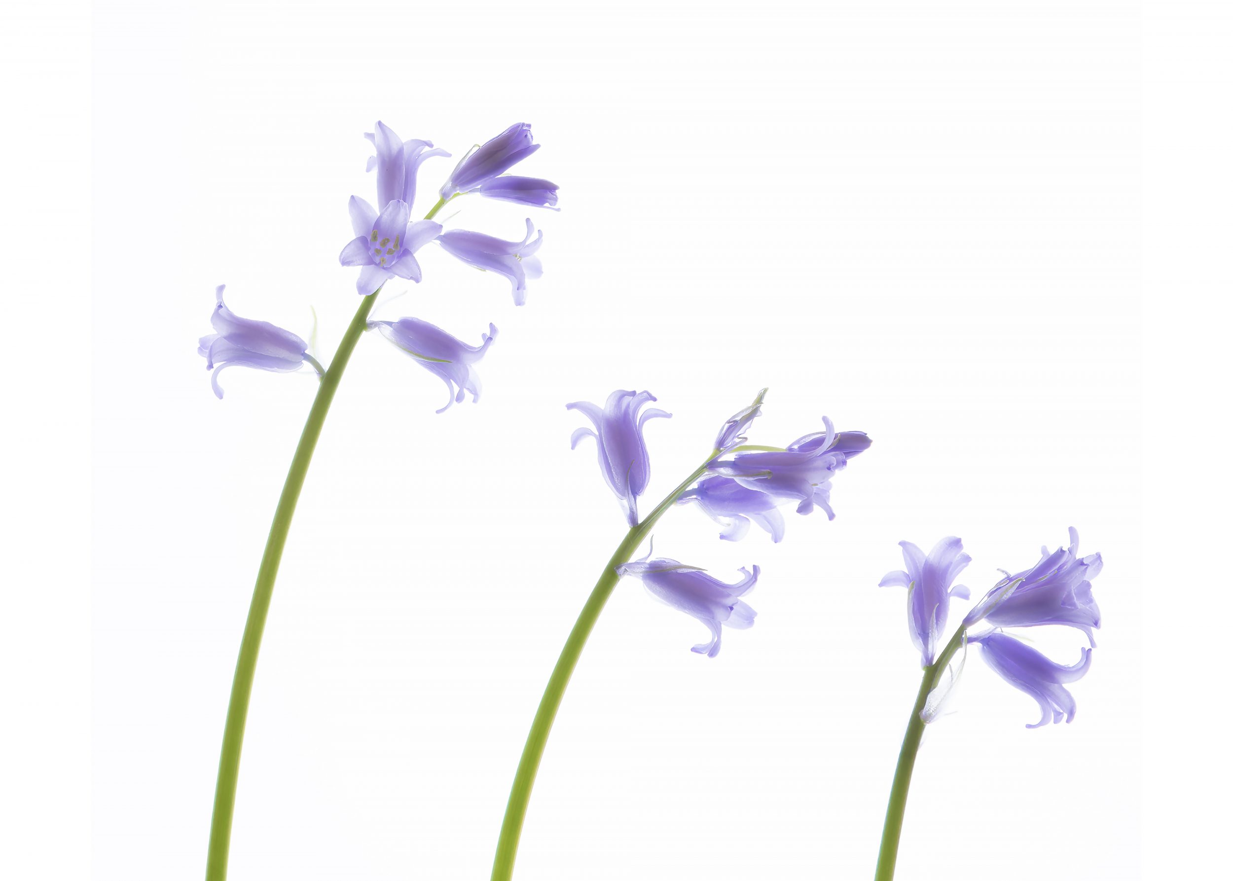 Flower Downloads