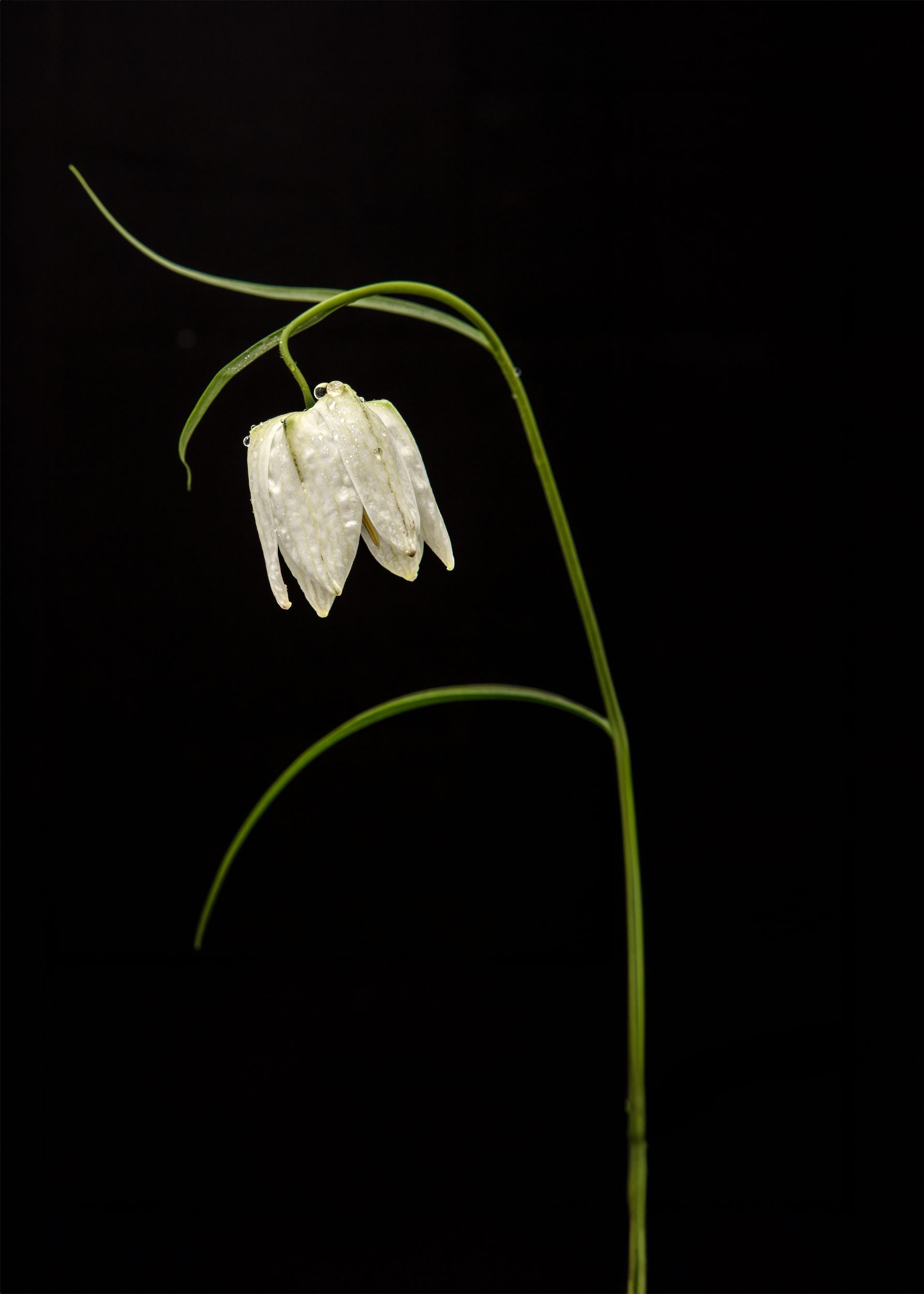 Flower Downloads
