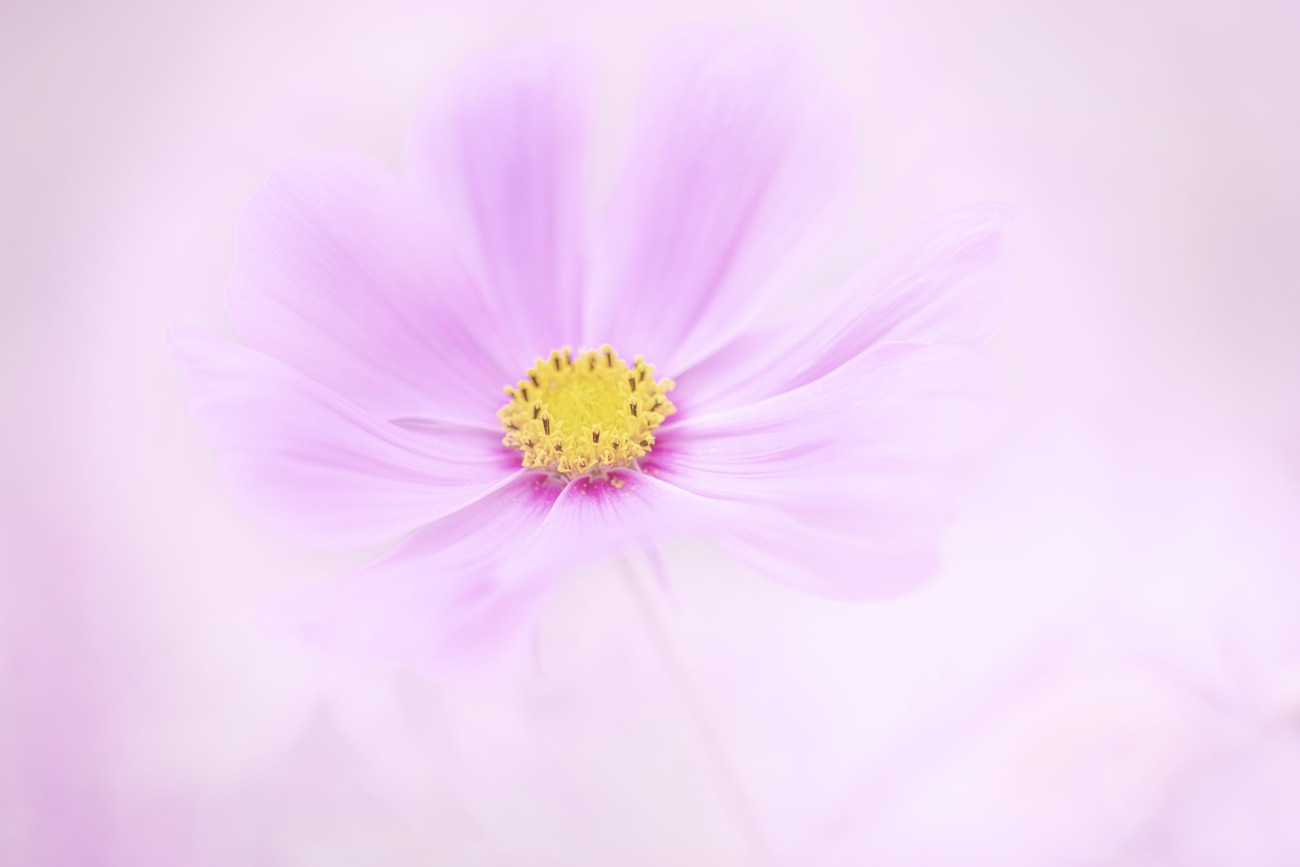 Flower Downloads