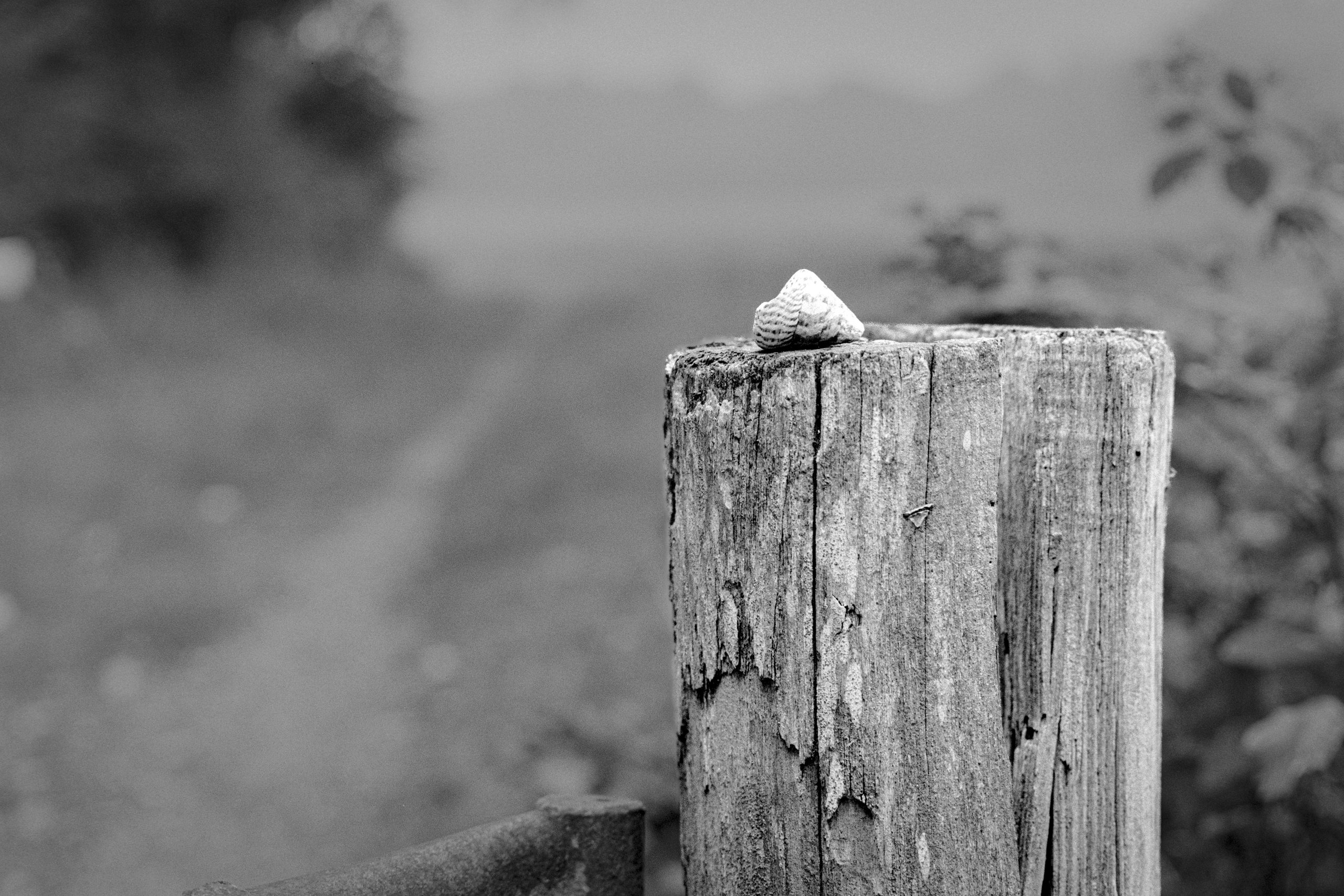 Modern baseball resting on a rotting fence post at the edge of a field, evoking nostalgia and isolation.
