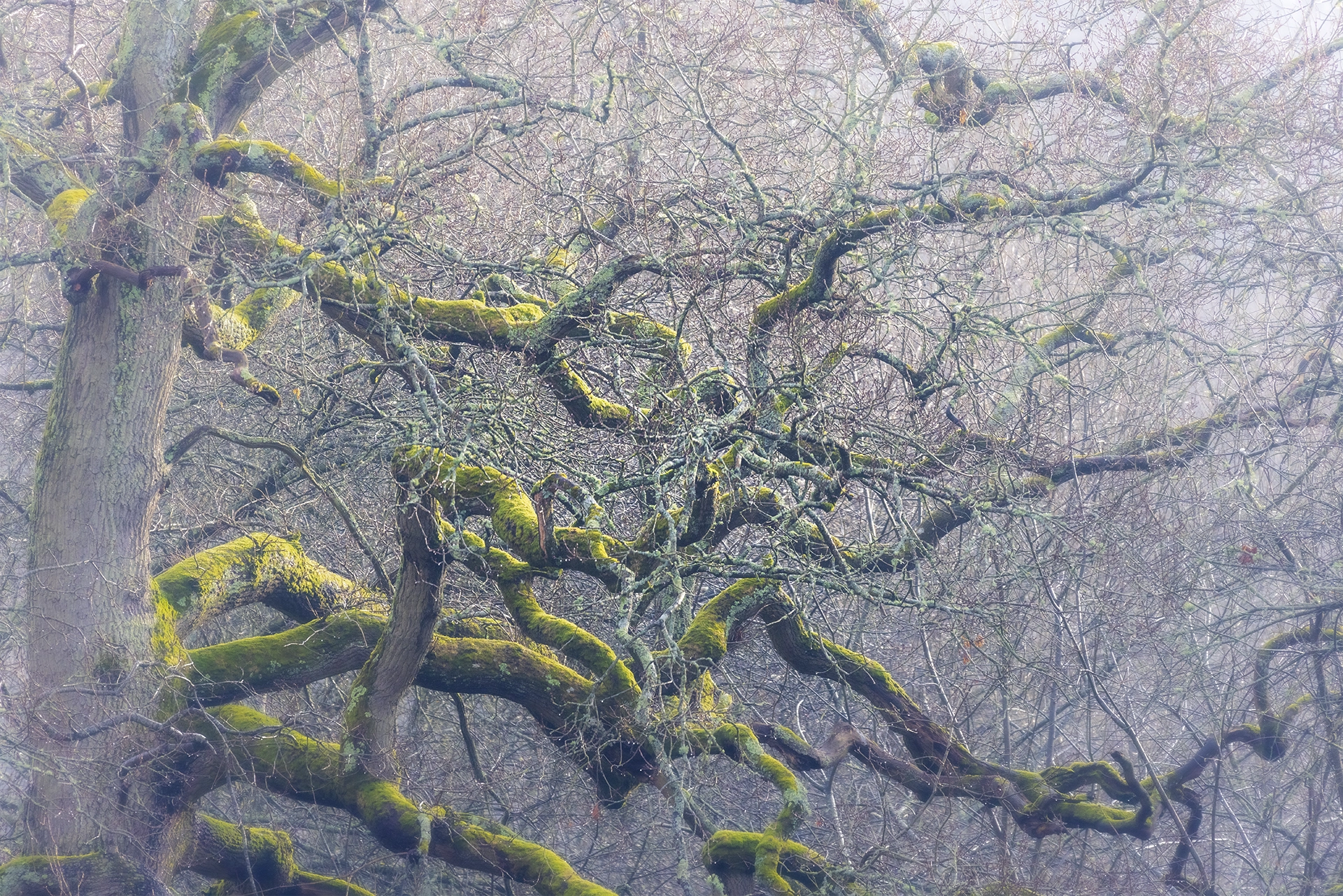 texture on trees