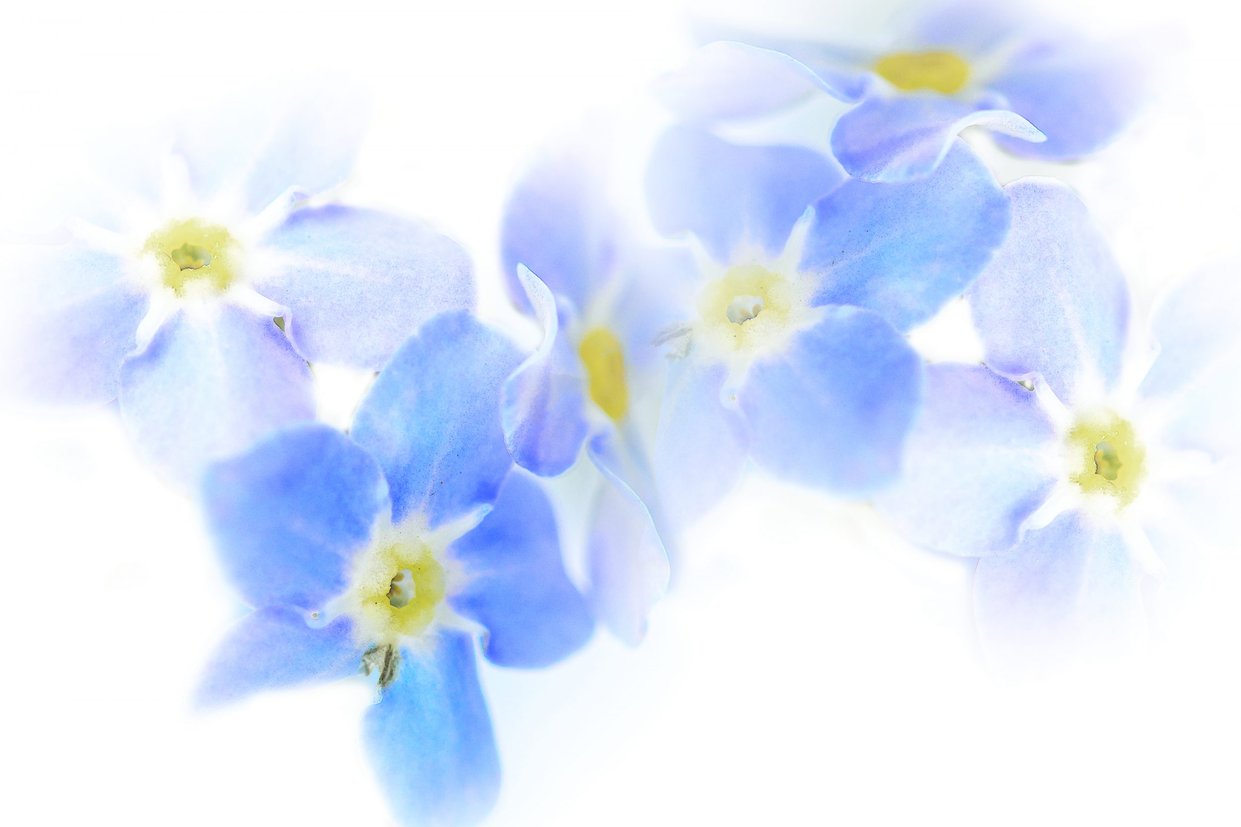 Flower Downloads