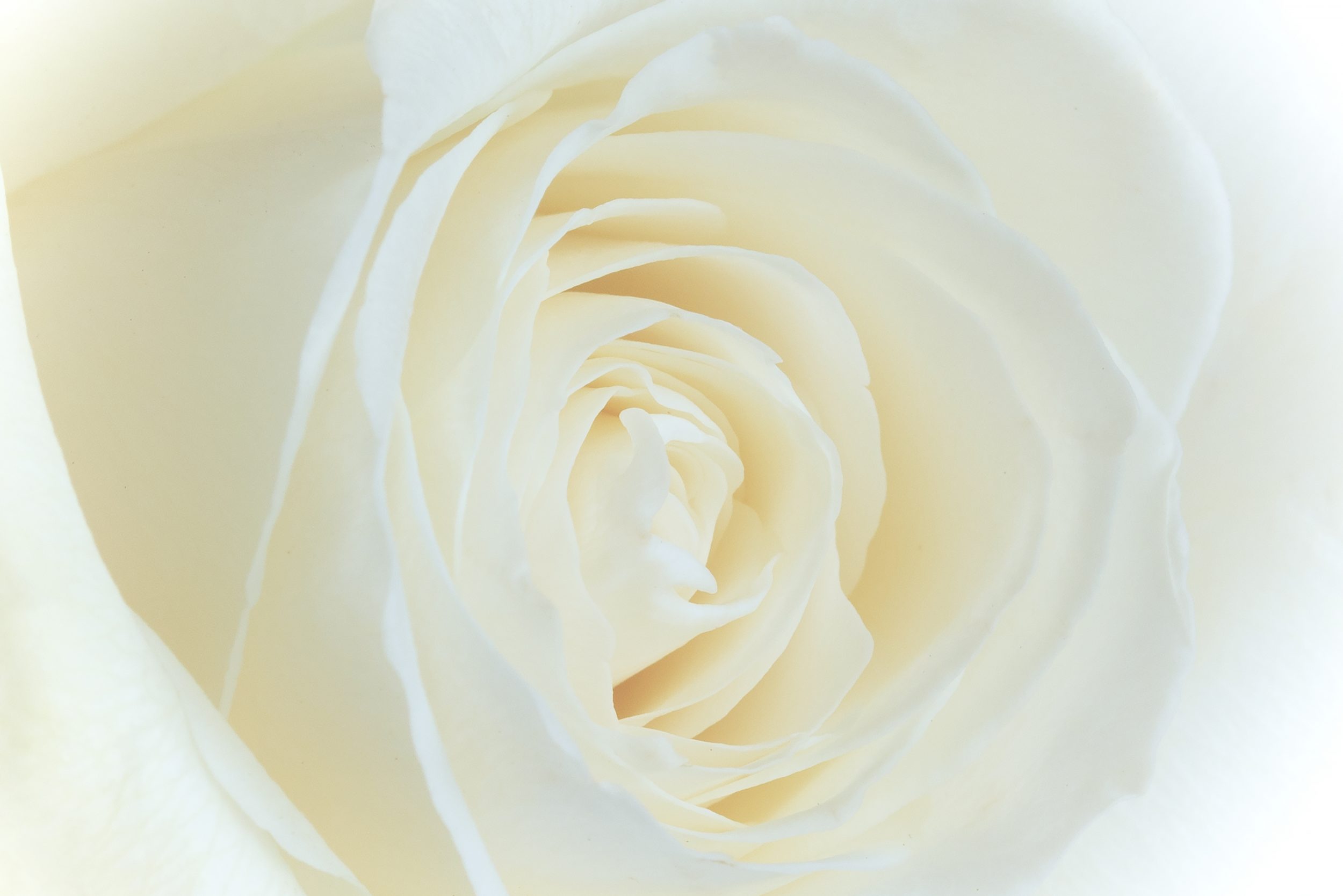 Flower Downloads