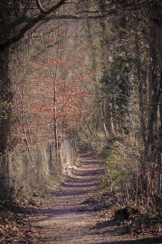woodland path