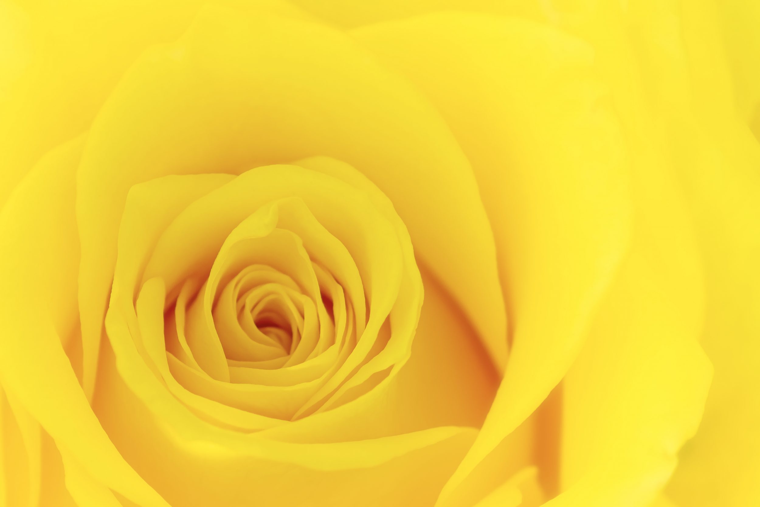 Flower Downloads
