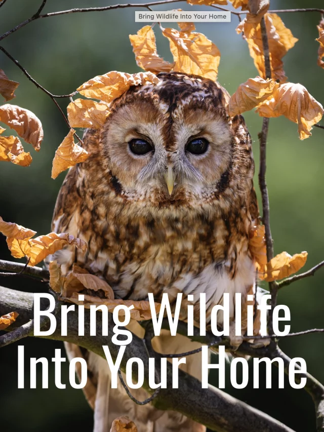 Bring Wildlife Into Your Home