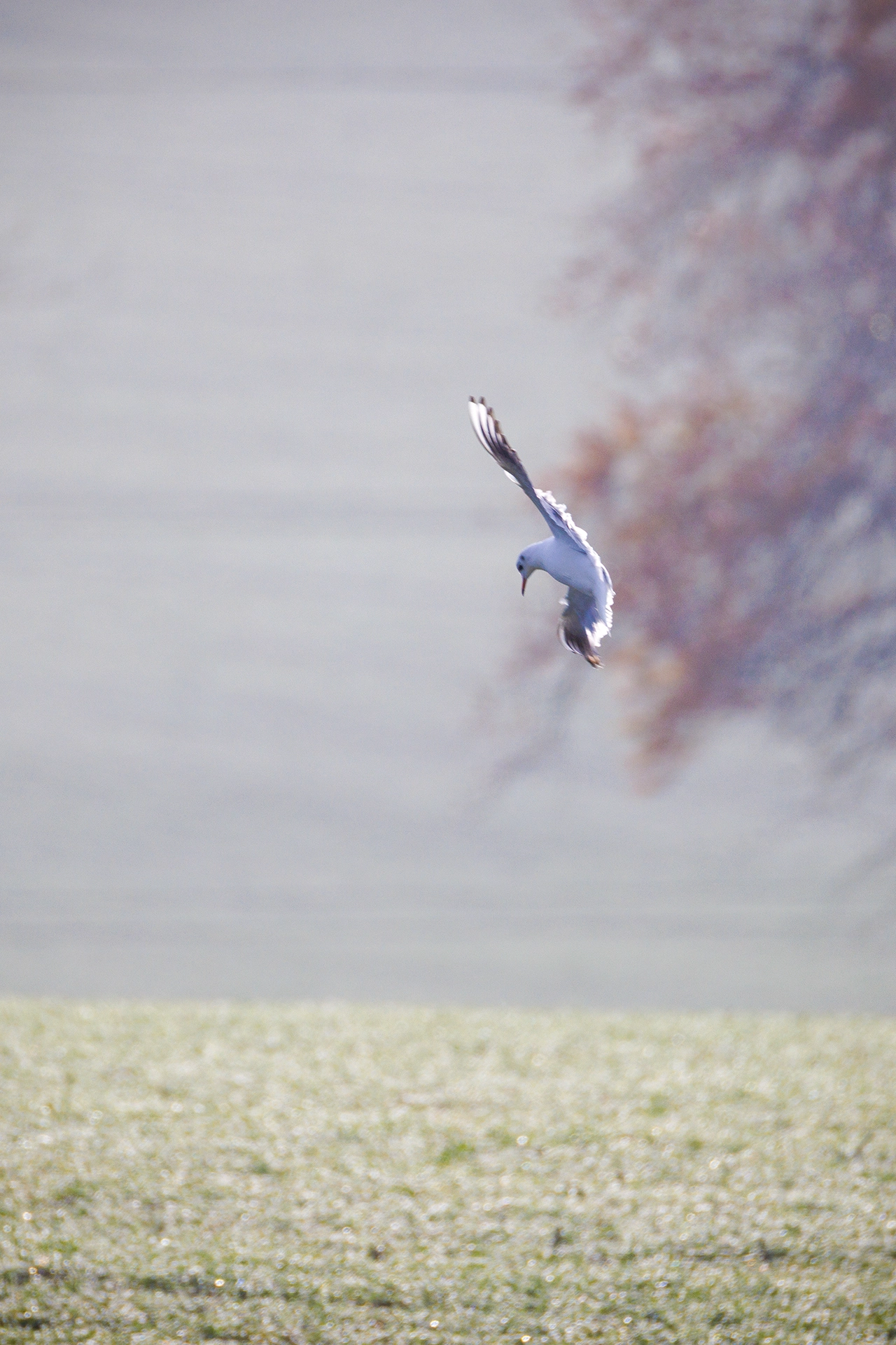 bird taken with the Canon RF 200–800mm