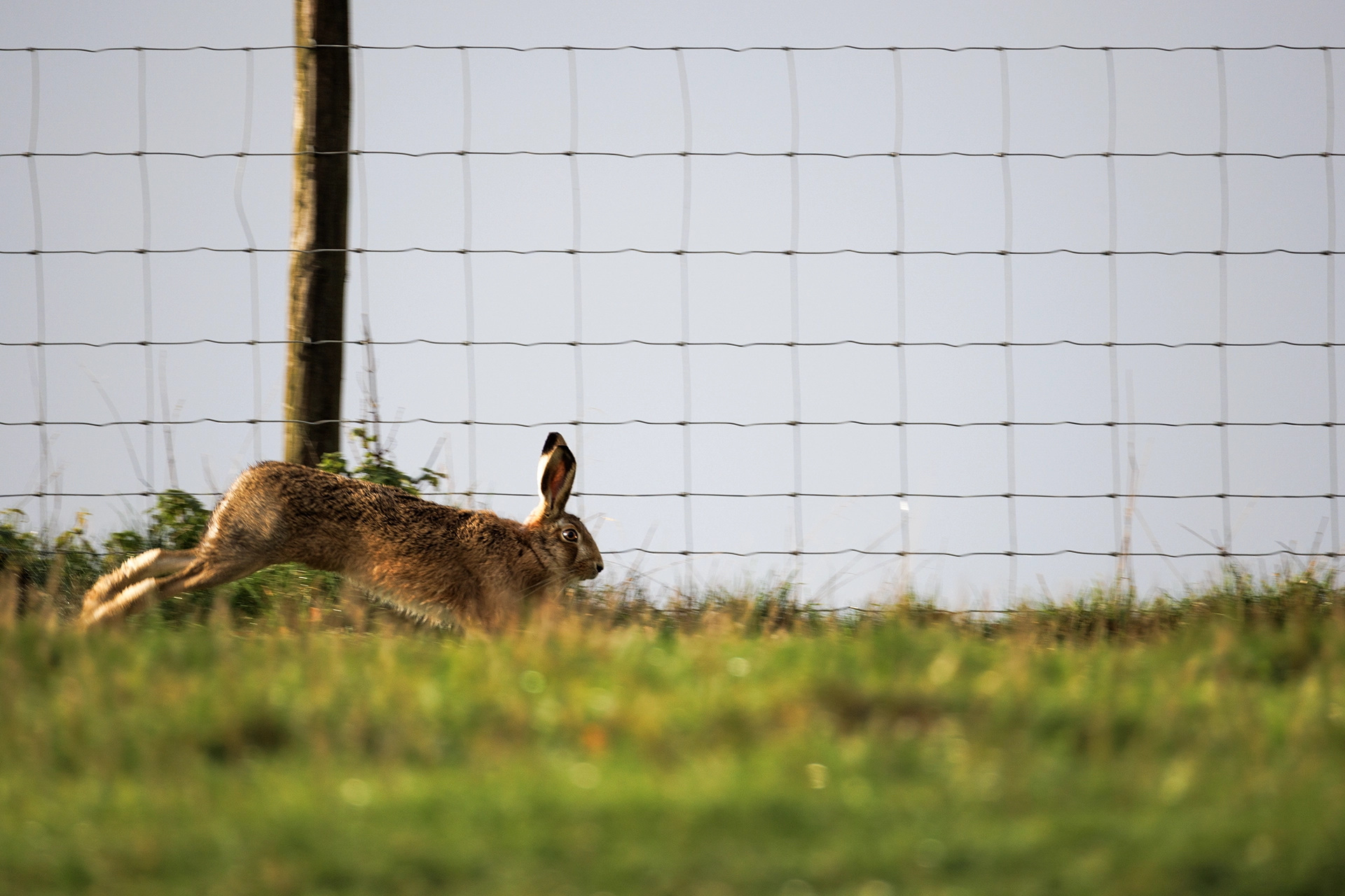 brown hare taken with the Canon RF 200–800mm