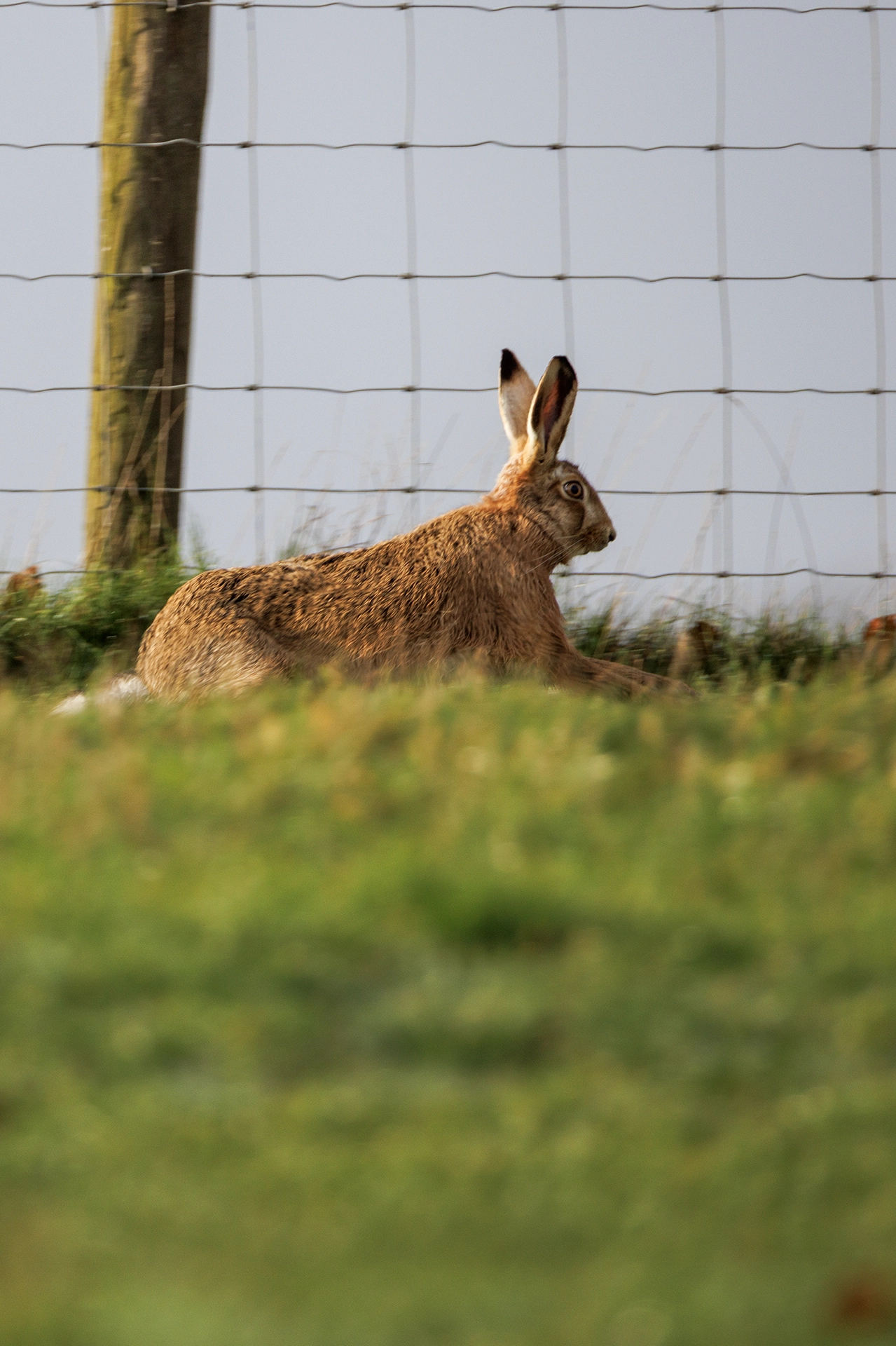 brown hare taken with the Canon RF 200–800mm
