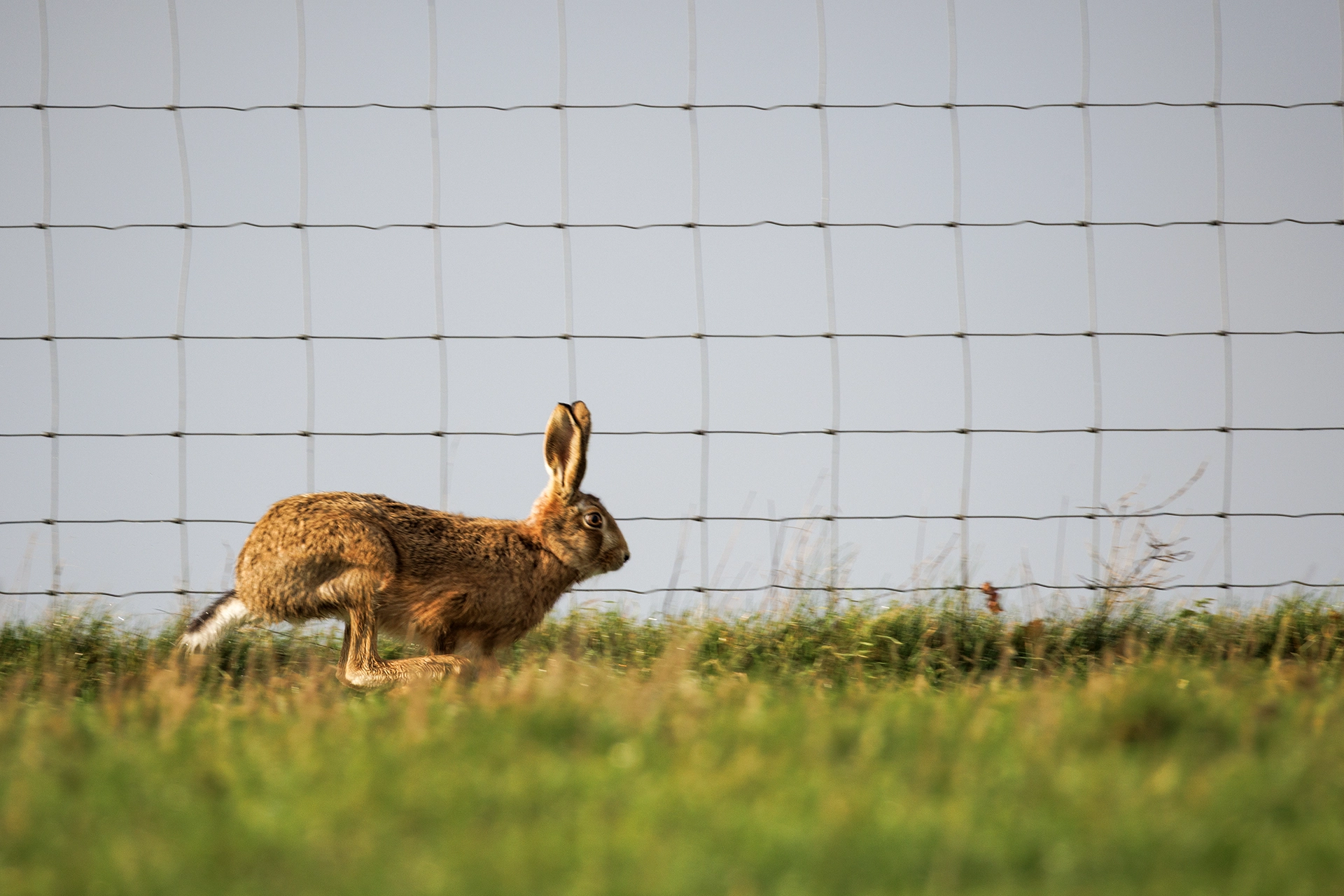 brown hare  taken with the Canon RF 200–800mm