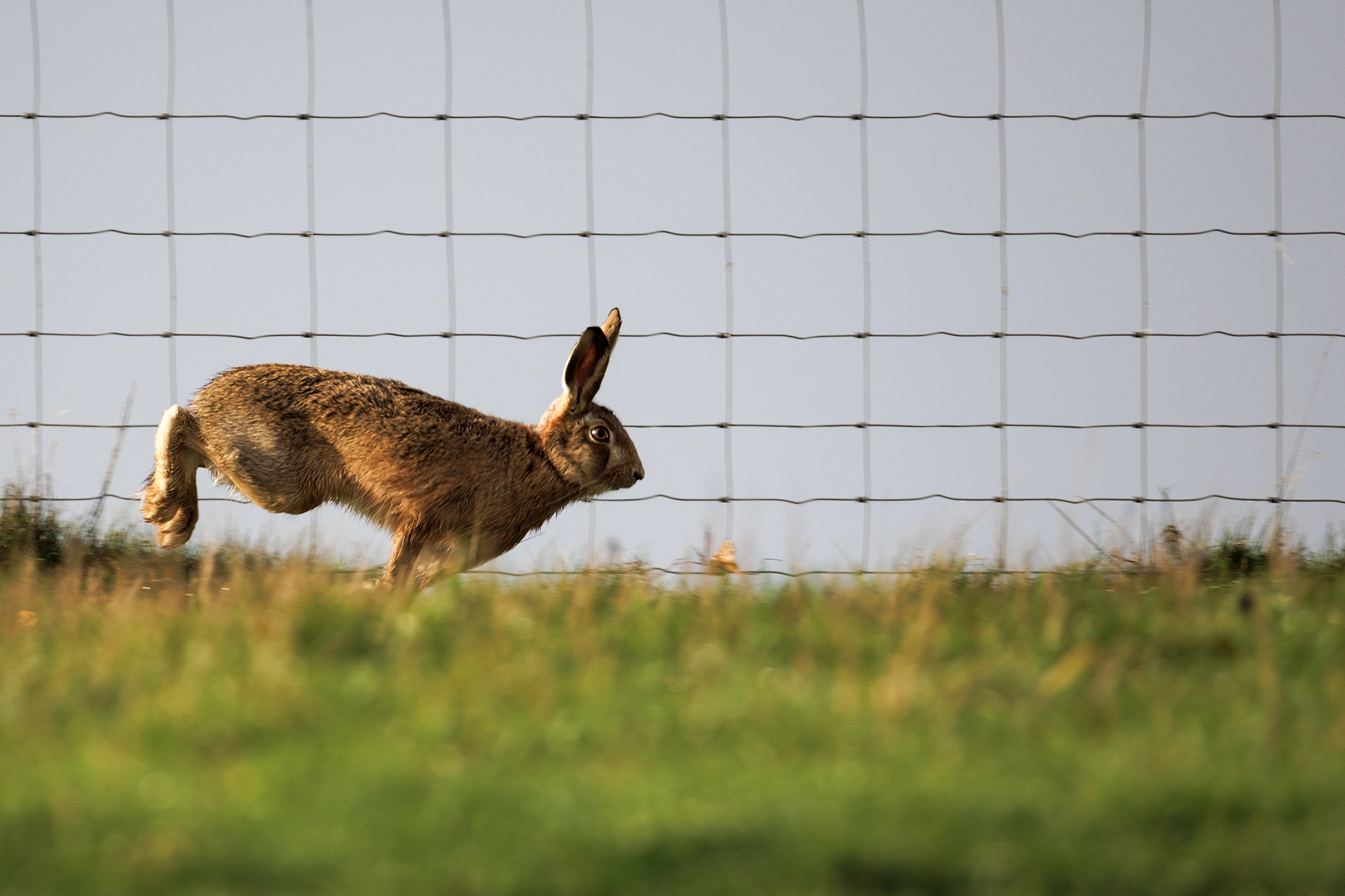 brown hare running taken with the Canon RF 200–800mm