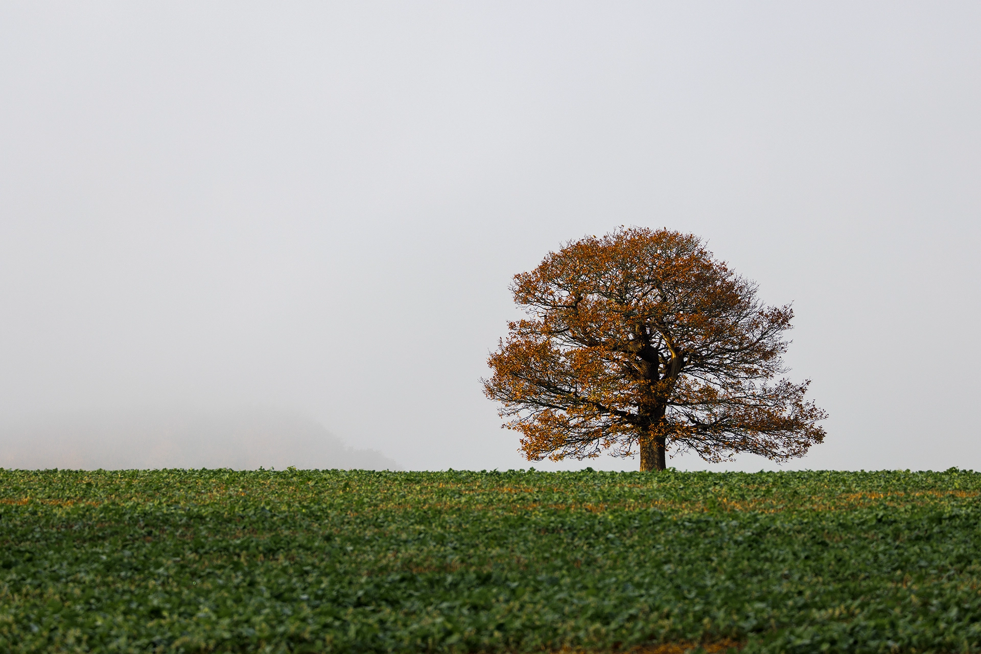 tree taken with the Canon RF 200–800mm
