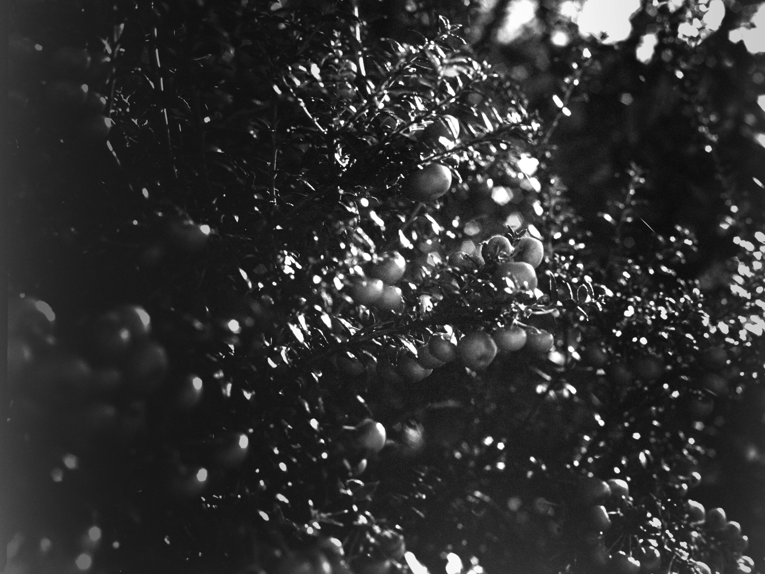 luckyshd400 22 luckyshd400 22